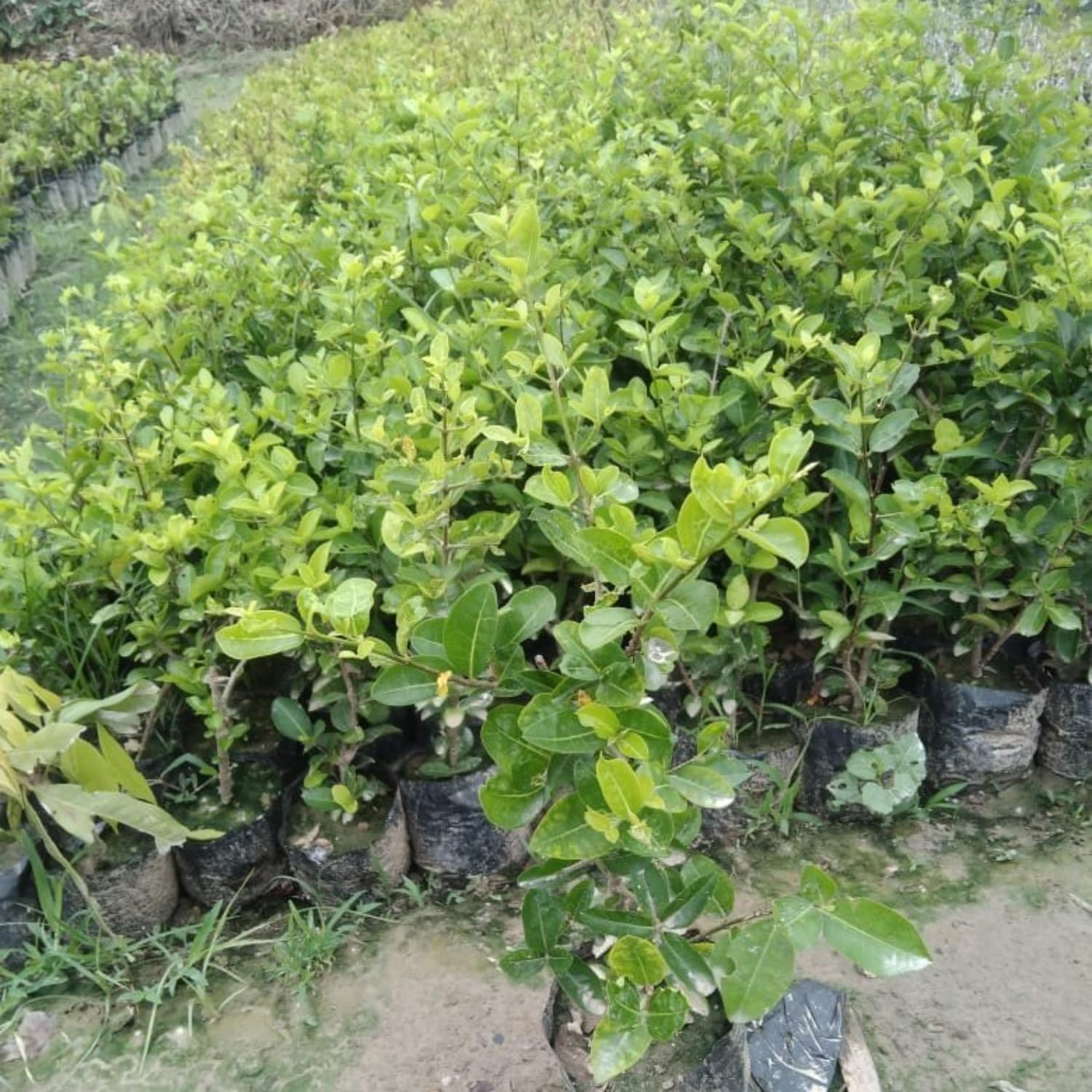 Barbados Cherry Plant, 4-8 Inch Tall, Acerola Cherry Seedling, Ready to Grow, No Pot