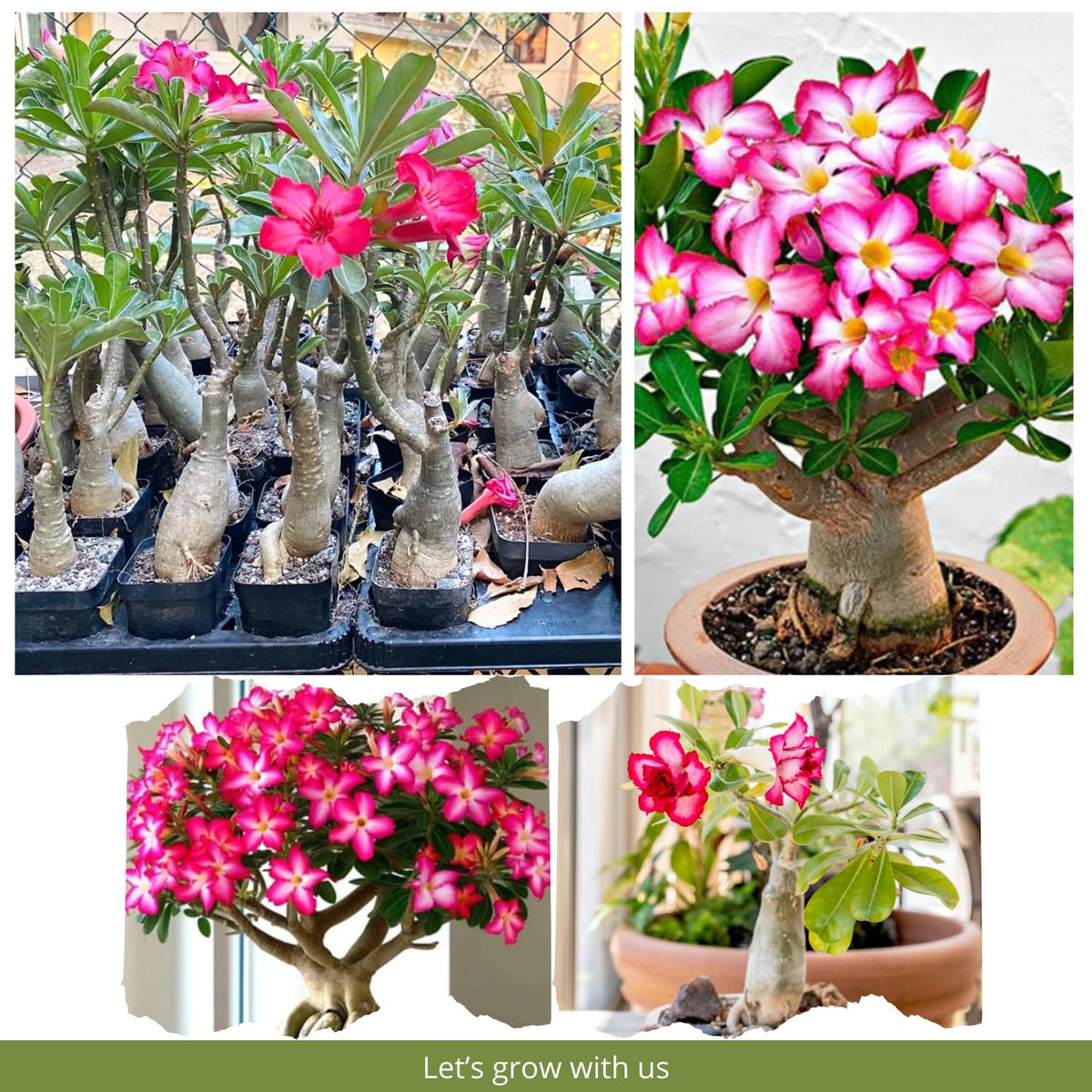 Pack 2 Adenium Desert Rose Plants Live, Pink Desert Rose Seedlings 4-7” Tall, Succulent Flowering Bush Live