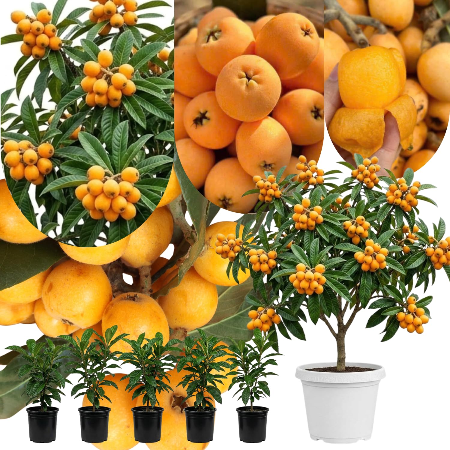 2 Years Old Golden Loquat Tree Plant Live in 3 Gallon Pot, Sweet Loquat Fruit Live Plant Spring Garden Outdoor, No Ship to CA
