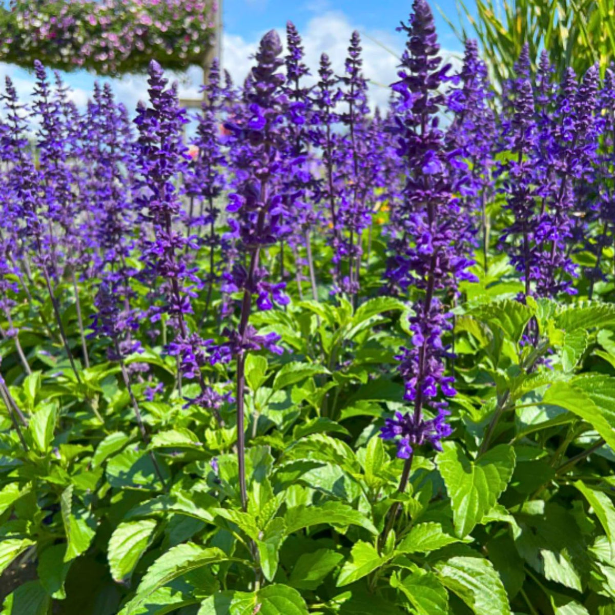 Set 3 Salvia Plants Live, Well Rooted 4-6 Inches, Vibrant, Fragrant Flowering Shrubs for Garden or Containers (Dark Purple)