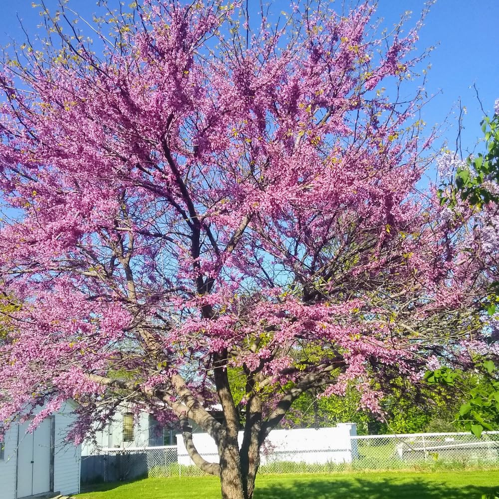 Red Bud Trees Live Plants, Redbud Plant Live, Pink Blooms, 1-2 Feet Tall, Redbud Tree for Outdoor Planting