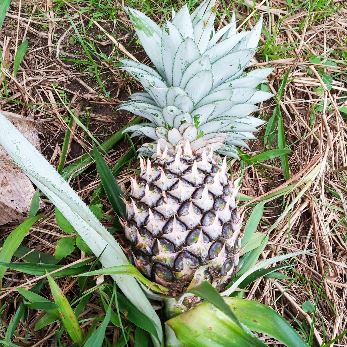 2 White Jade Pineapple Plants Live, 5-9 Inc Tall, Pineapple Fruit Trees Live Plants, Pineapple Seedlings