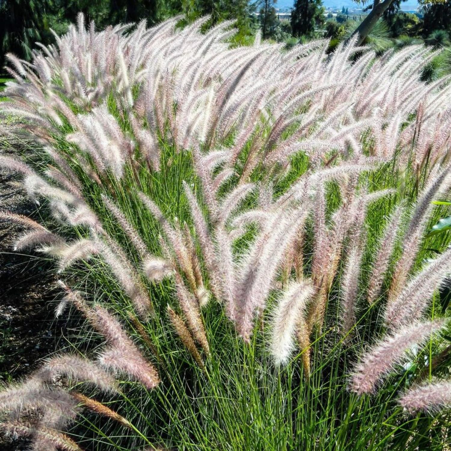 2 Mix Fountain Grass Plants Live, Tall Ornamental Perennial Grass for Landscaping, 5-9 Inch Height Well Rooted