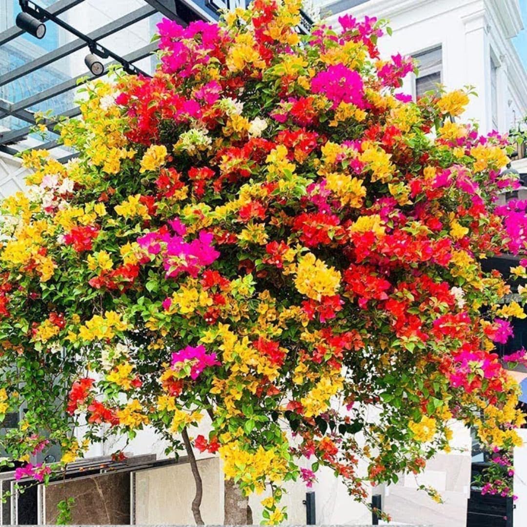4 Multicolor Bougainvillea Plants Live, 4–8 Inch Tall Well-Rooted Tropical Climbing Flower Vines