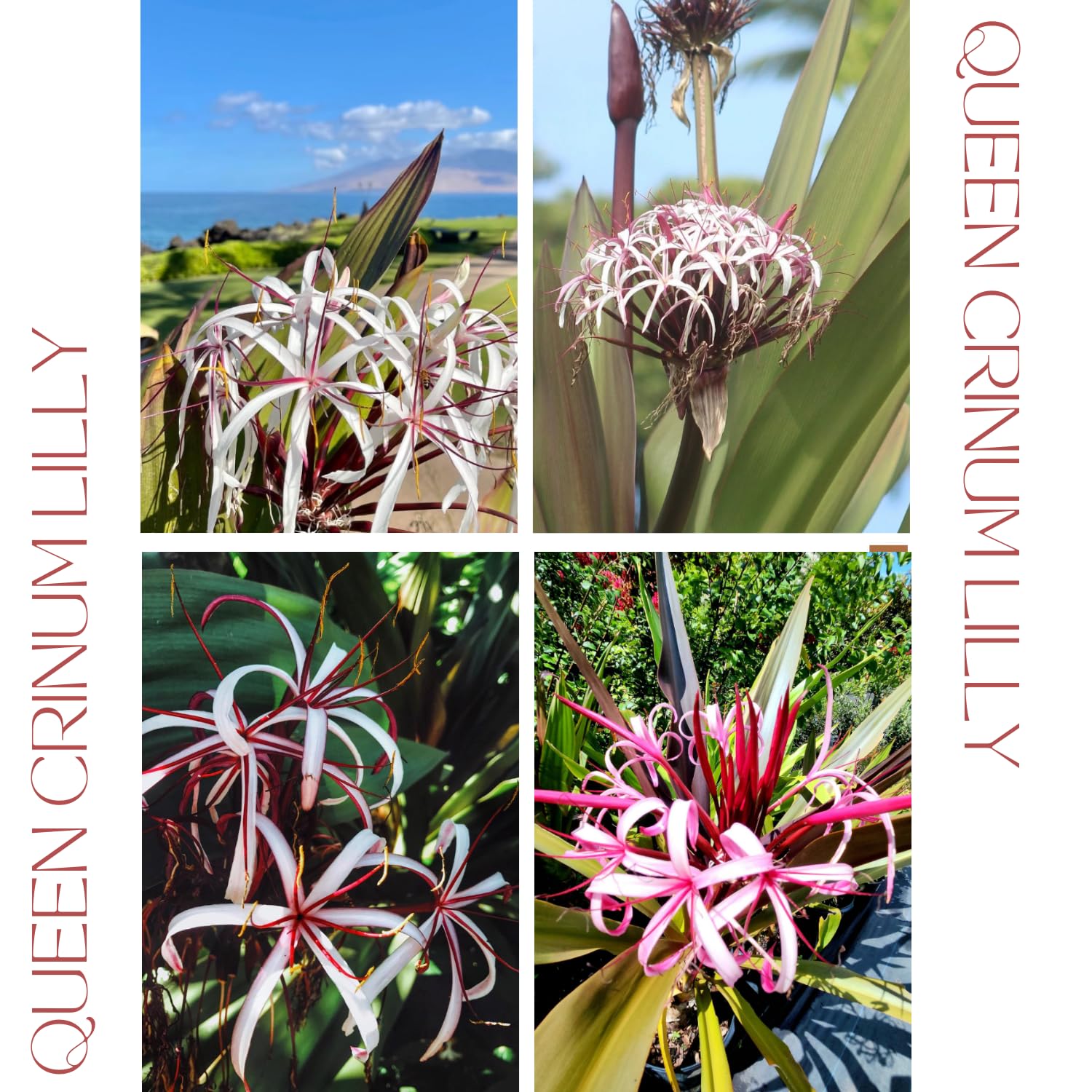 Queen Lily Live Plant, Fragrant White Pink Blooms, 2 to 2.5 Feet Tall, Outdoor Garden Planting