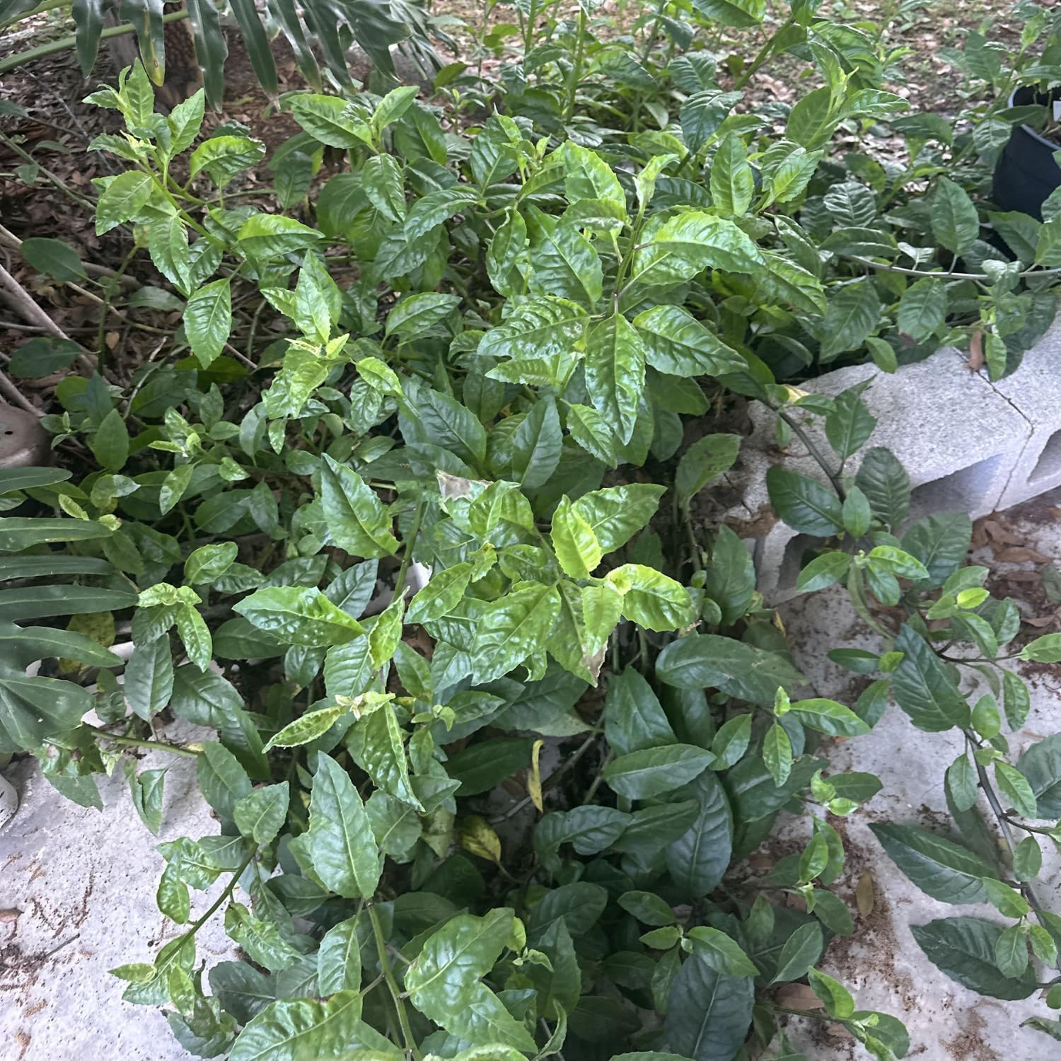 Longevity Spinach Plant Live, Longevity Spinach Live Plants, Vegetable Plants Live Outdoor Garden 4 to 6 Inches Tall