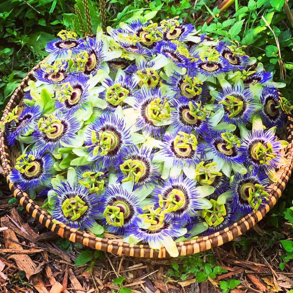 Blue White Passion Flower Plant Live, Passiflora Vine for Garden, 4-8" Tall, Hardy Flowering Vine for Garden or Trellis