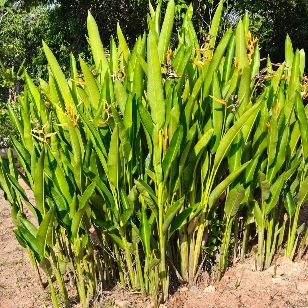 2 Mix Bird of Paradise Plants Live, Cold Hardy, 4-7" in Tall, Fast Growing, Strelitzia Reginae Flower for Spring Landscaping Ornamental Indoor Outdoor