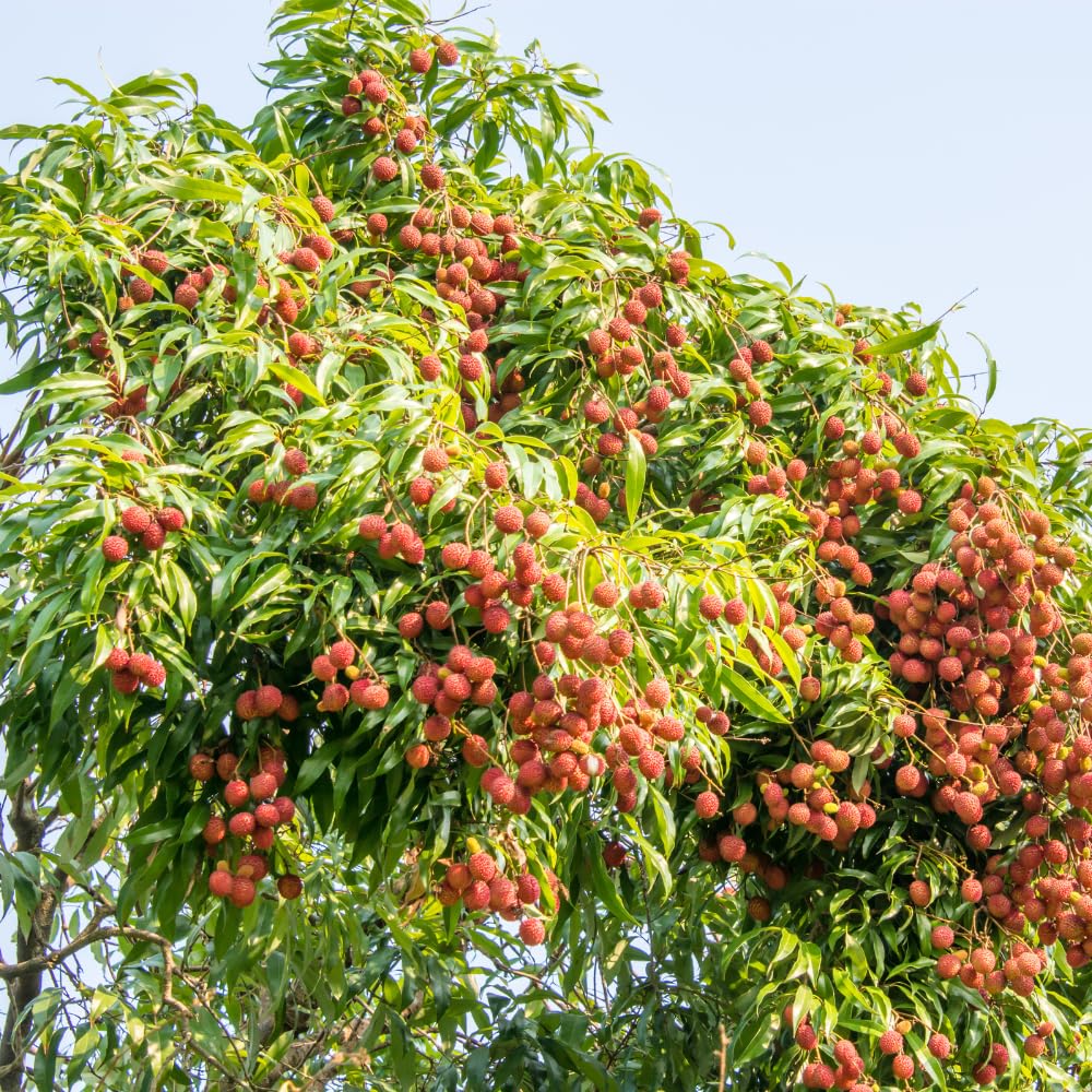 15 Sweet Lychee Seeds for Planting, Tropical Litchi Fruit Seeds to Grow