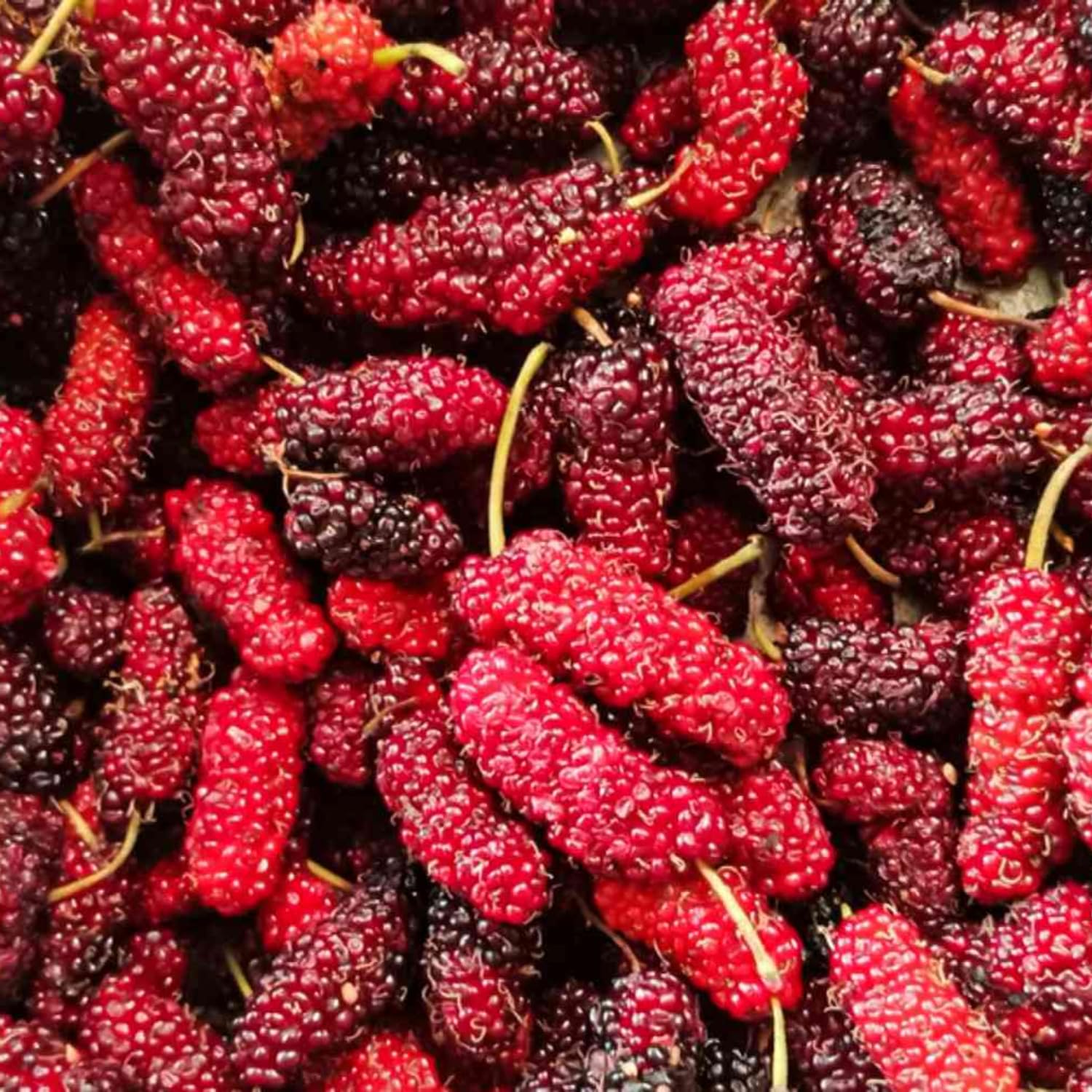 2-Pack Mulberry Plants Live, Mulberry Fruit Trees, Hardy Mulberry Trees Live Plants, Mulberry Seedlings, 5-9 Inch Tall
