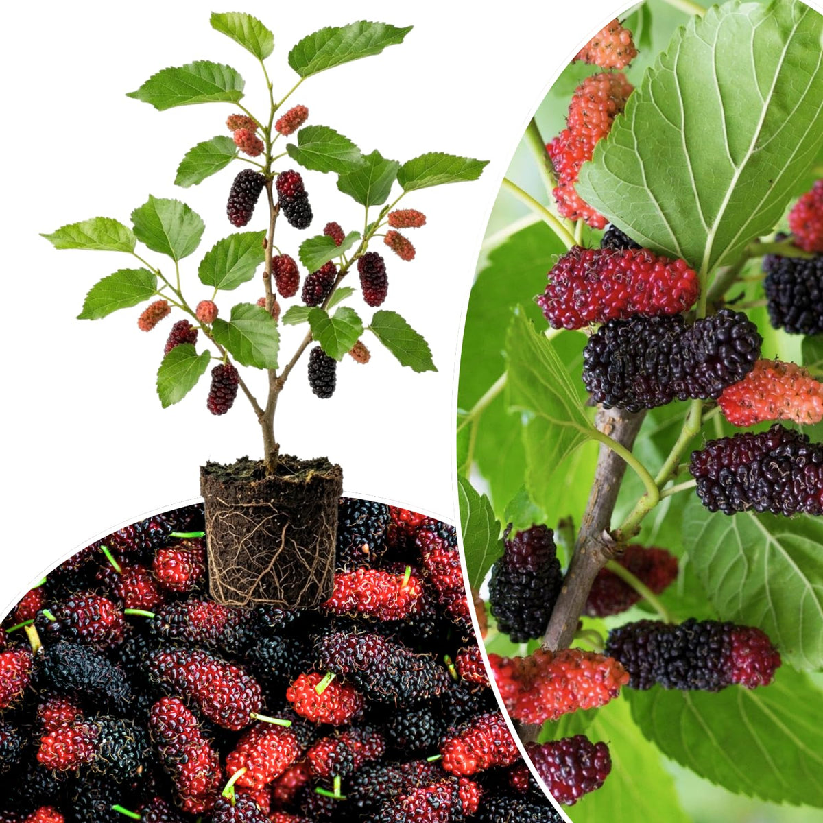 Red Mulberry Tree Live Plant, Sweet Mulberries Fruit, 5-8 Inch Tall