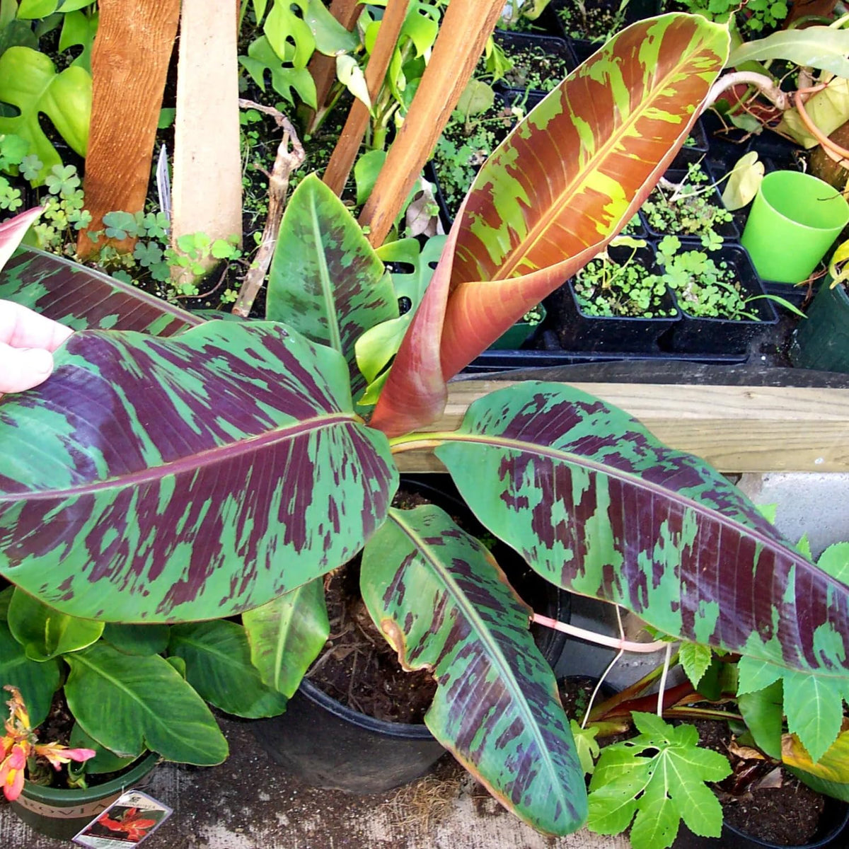 Zebrina Banana Tree Live Plant, Well Rooted 4-8" Tall, Cold Hardy Tropical Banana Plant Live Well Rooted, Live Banana Fruit