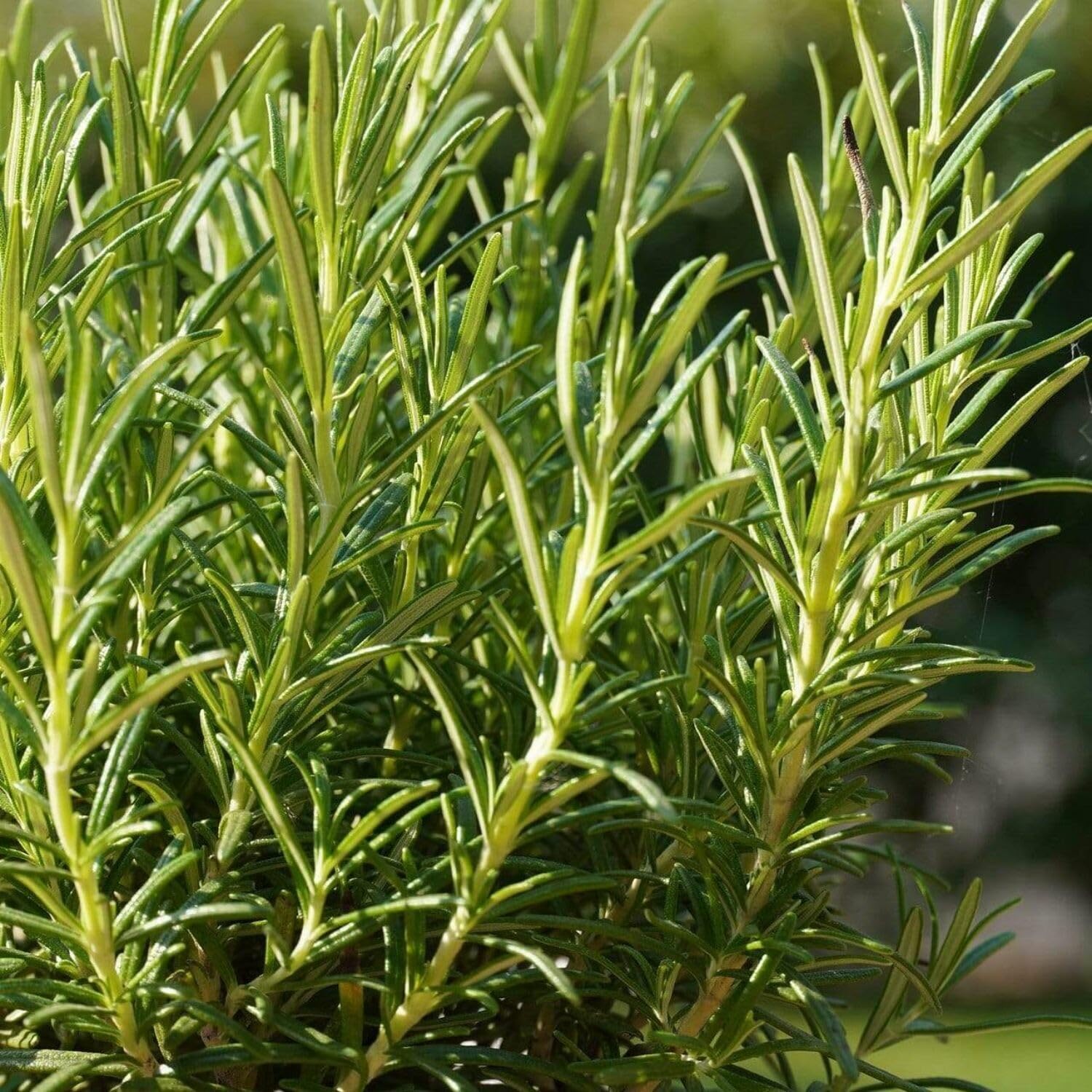 3 Rosemary Plants Live, 3 to 5 Inches Tall, Live Rosemary Herb Plants for Gardening Indoor Outdoor