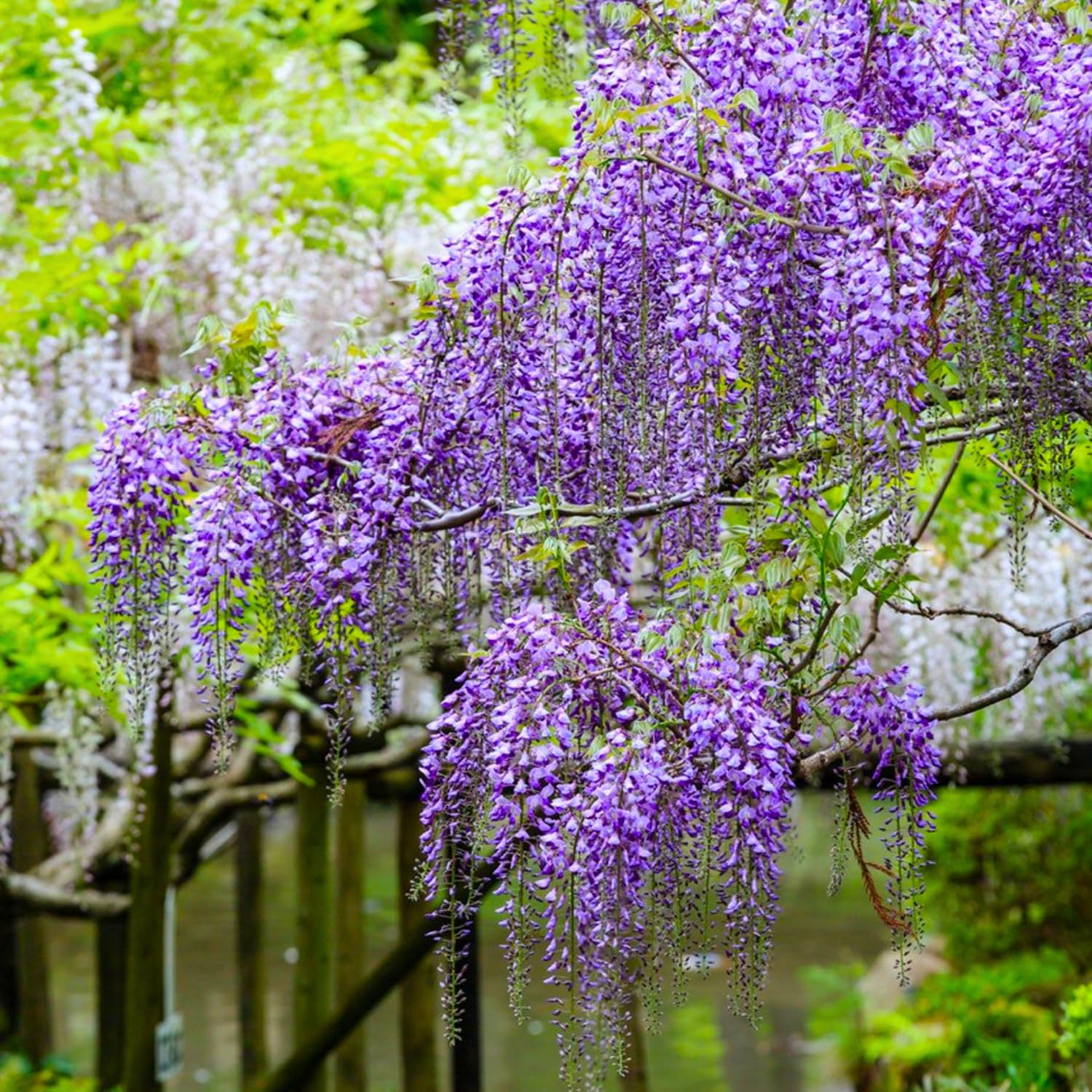 Wisteria Bushes Live Plant, 8-12'' Tall Well Rooted, Purple Flowering Vine for Outdoor Growing (Purple Wisteria)