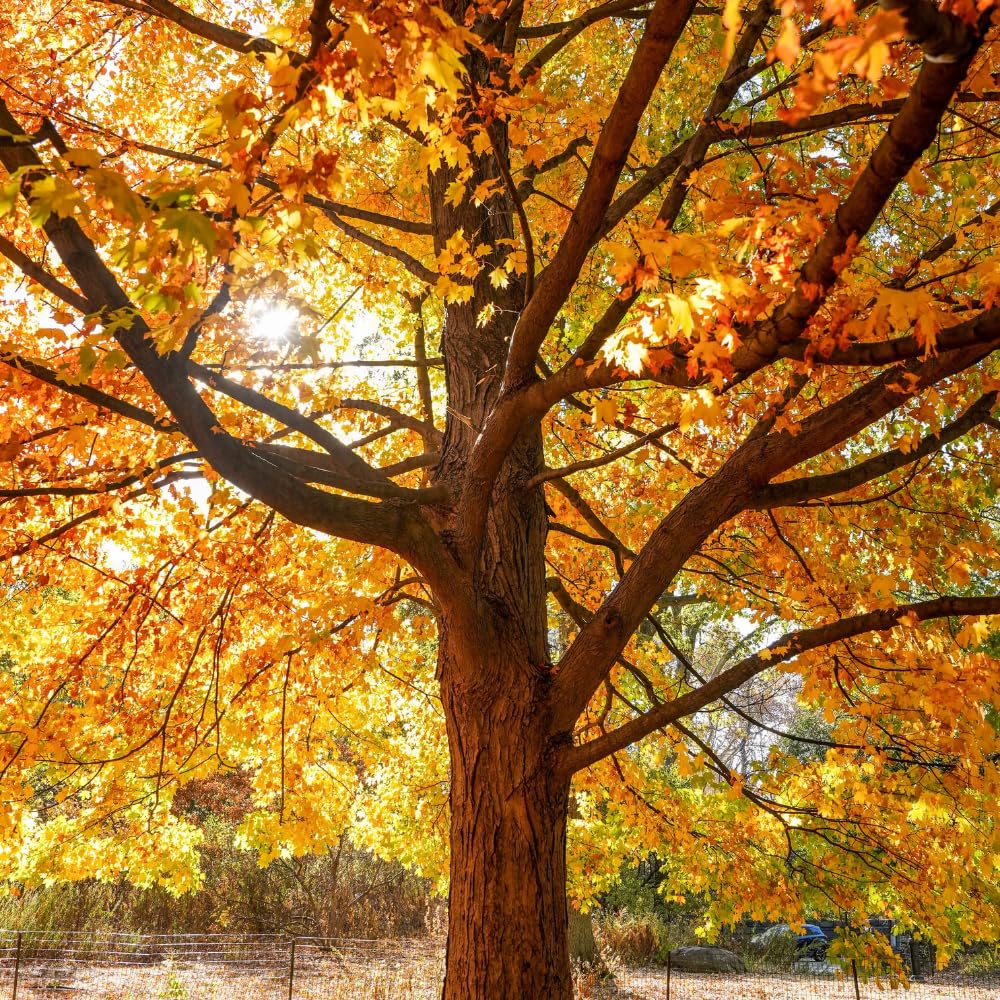 Oak Tree Live Plant, Oak Shades Tree in Quart Pot, Dormant in Winter, 6-12'' Tall, Ready to Grow Seedlings (Willow Oak)