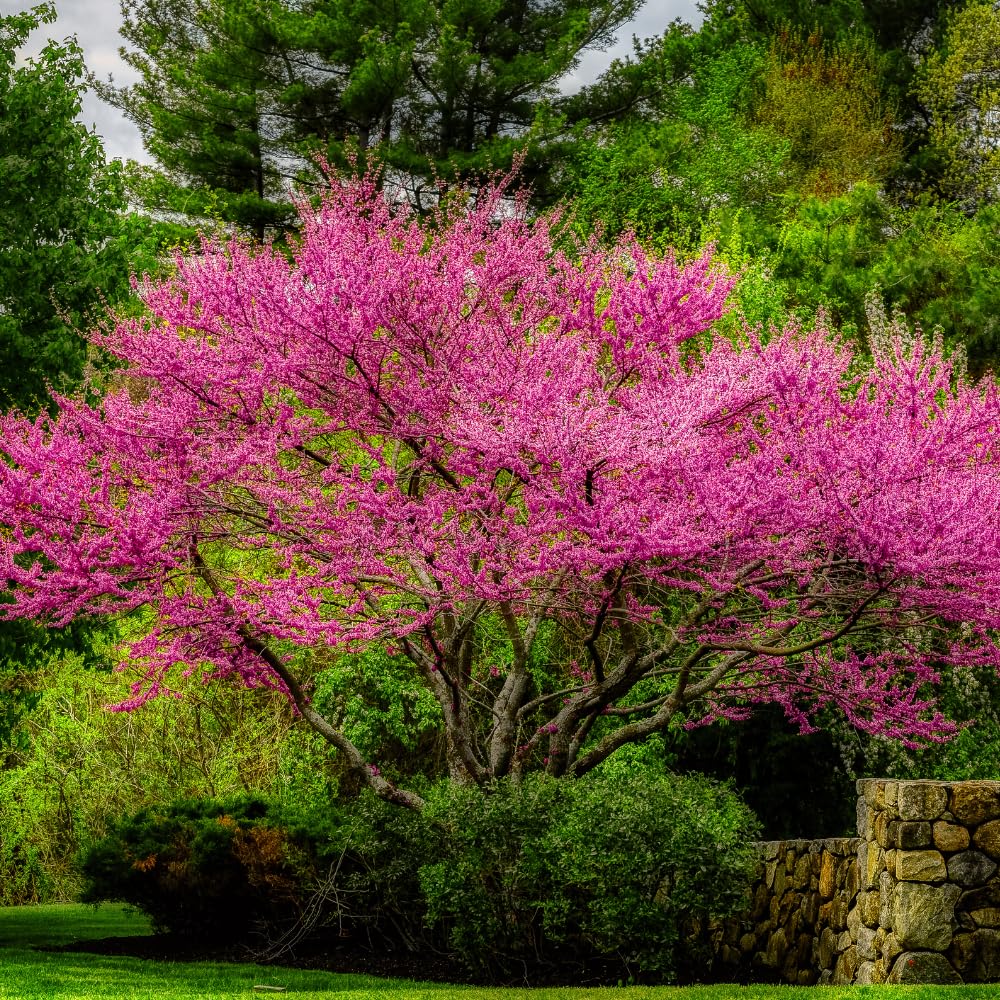 Red Bud Trees Live Plants, Redbud Plant Live, Pink Blooms, 1-2 Feet Tall, Redbud Tree for Outdoor Planting