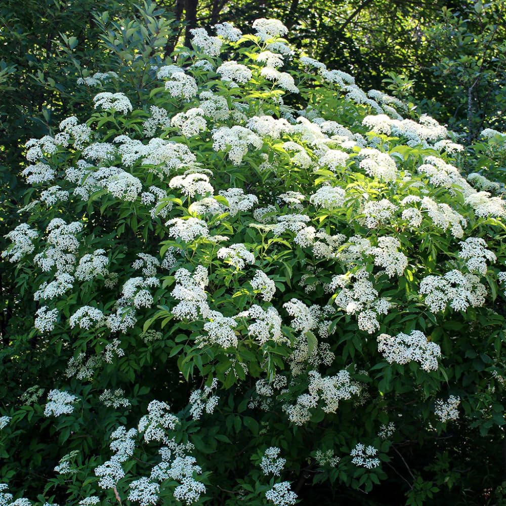 Black Elderberry Plant Live, 2–3 Feet Tall, Hardy Berry Shrub for Outdoor Planting, Gardens and Landscaping