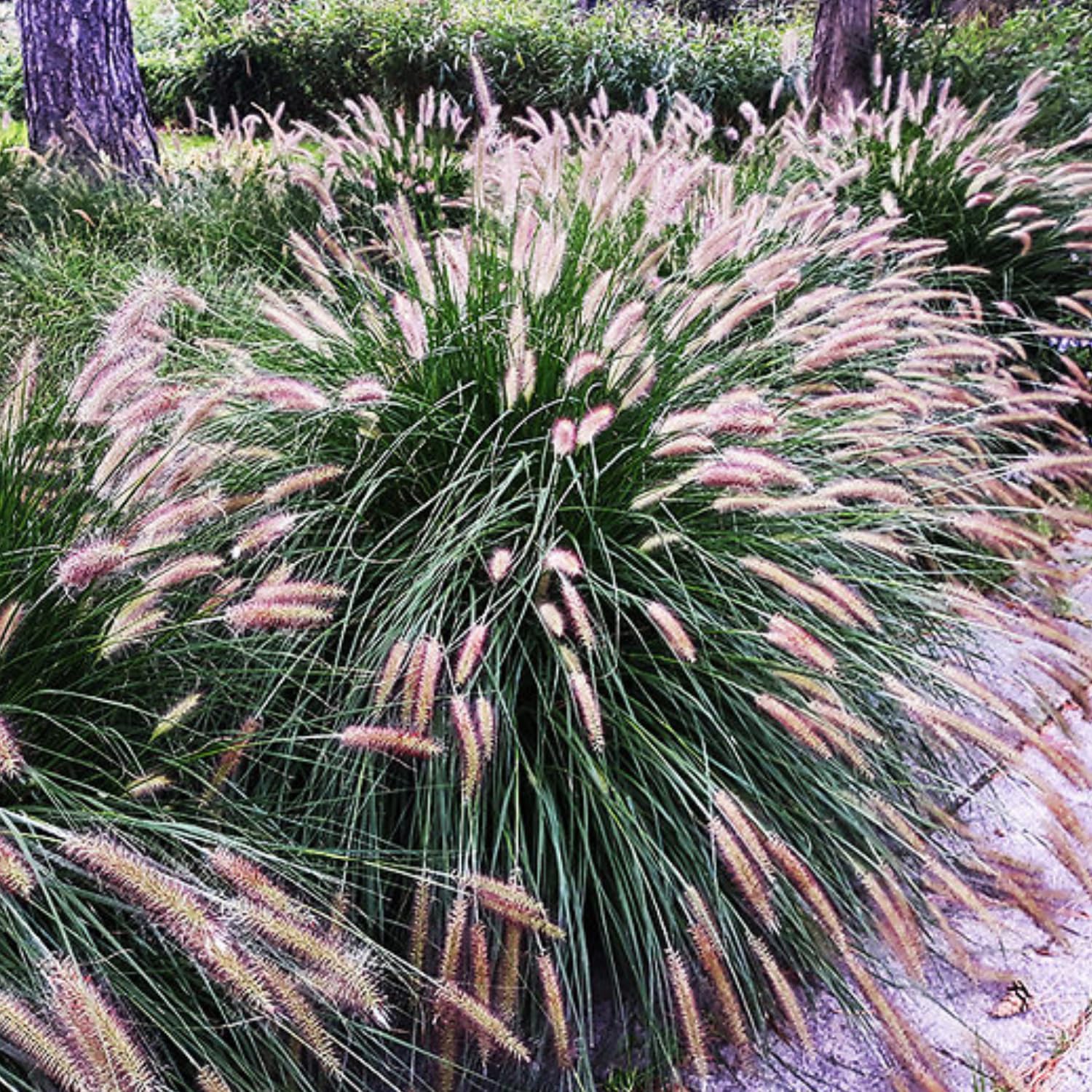 2 Fountain Grass Plants Live, Tall Ornamental Perennial Grass for Landscaping, 5-9 Inch Height Well Rooted to Grow (Pink Rose Fountain Grass)