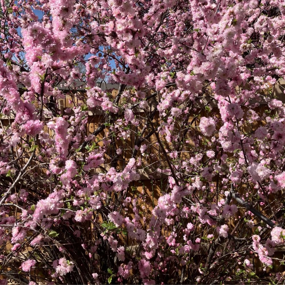 1 Year Old Vibrant Pink Flowering Almond Shrubs Live Plant Tree in Quart Pot, Dormant in Winter, Cold Hardy, Perennial Bush Plant, 6-12" in Tall