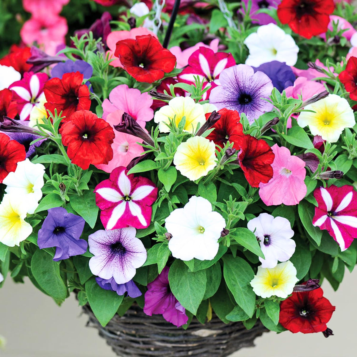 4 Petunia Live Plants, Mix Petunia Flowers, 5-9 Inch Height, Stunning Blooms