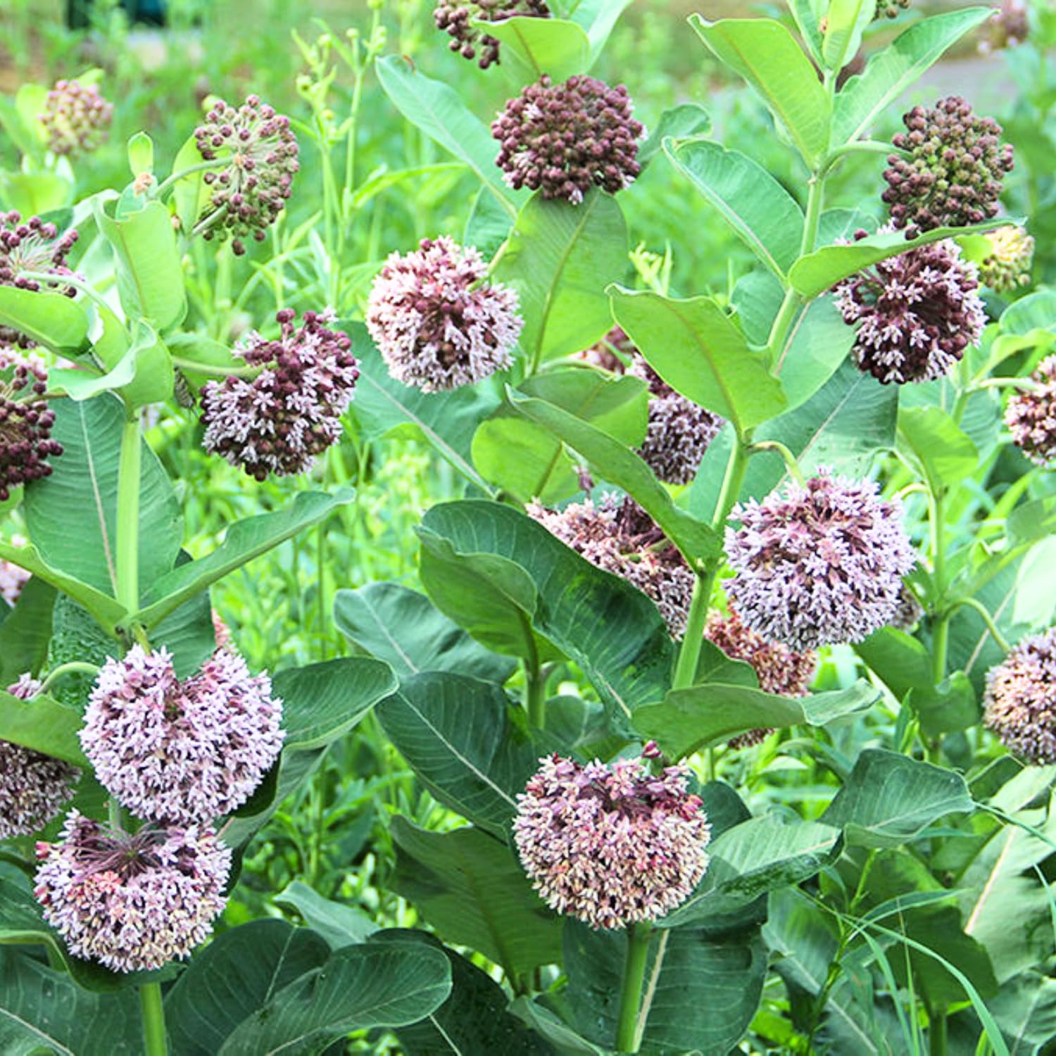 2 Butterfly Milkweed Plants Live, Tropical Milkweed Live Plants, Asclepias Tuberosa Plants, 4-9" Height for Outdoor Planting (Broadleaf Milkweed)