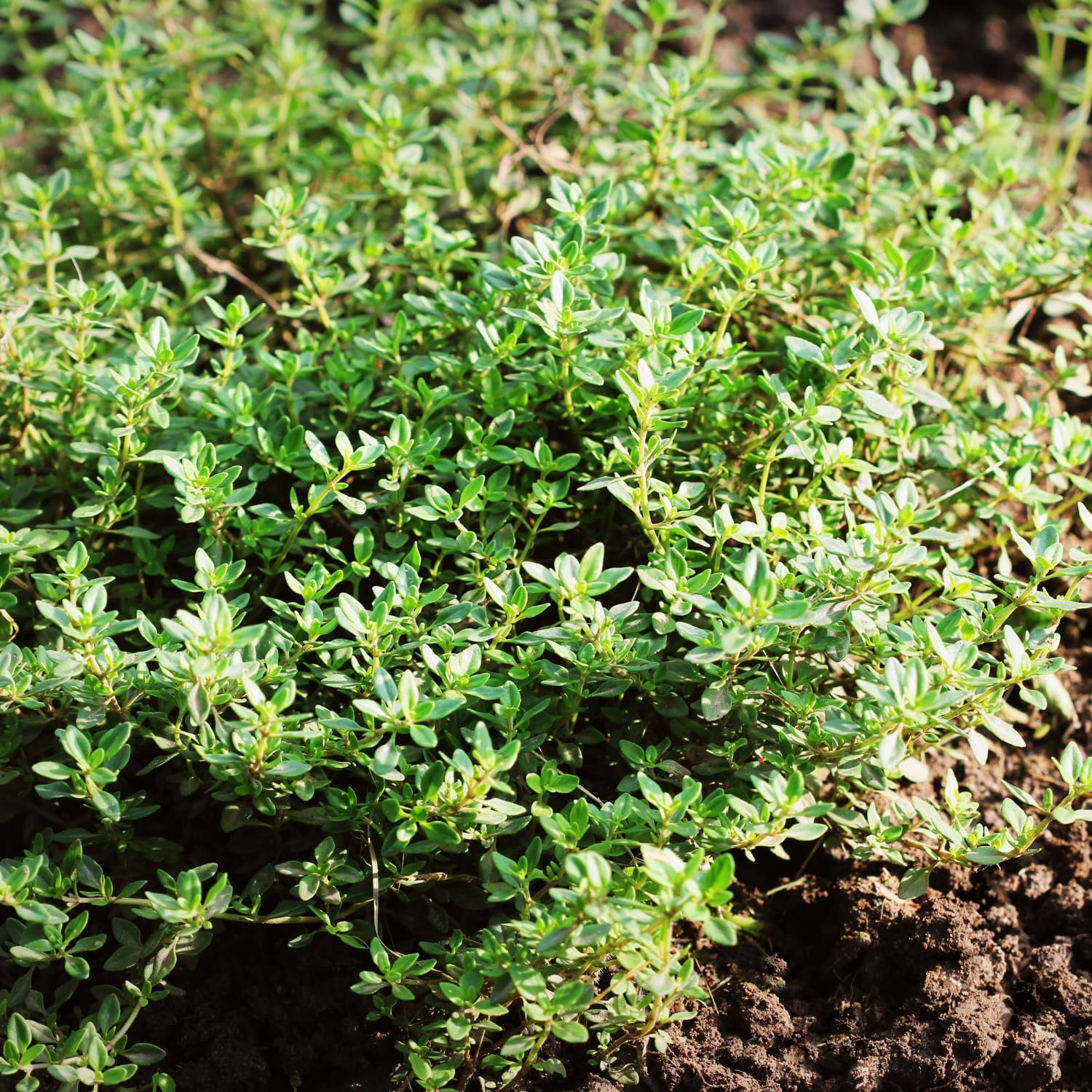 4 Lemon Thyme Live Plants, 4-6" Tall Lemon Thyme Plants, Well-Rooted Starter Plants, Fragrant Culinary Herb for Kitchen, Patio and Garden