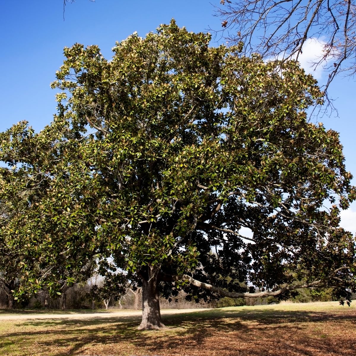 Southern Magnolia Tree, 6-12 Inch Magnolia Trees Live Plants, Quart Pot, Fragrant White Flowers, Dormant in Winter