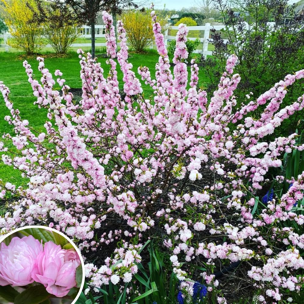 1 Year Old Vibrant Pink Flowering Almond Shrubs Live Plant Tree in Quart Pot, Dormant in Winter, Cold Hardy, Perennial Bush Plant, 6-12" in Tall