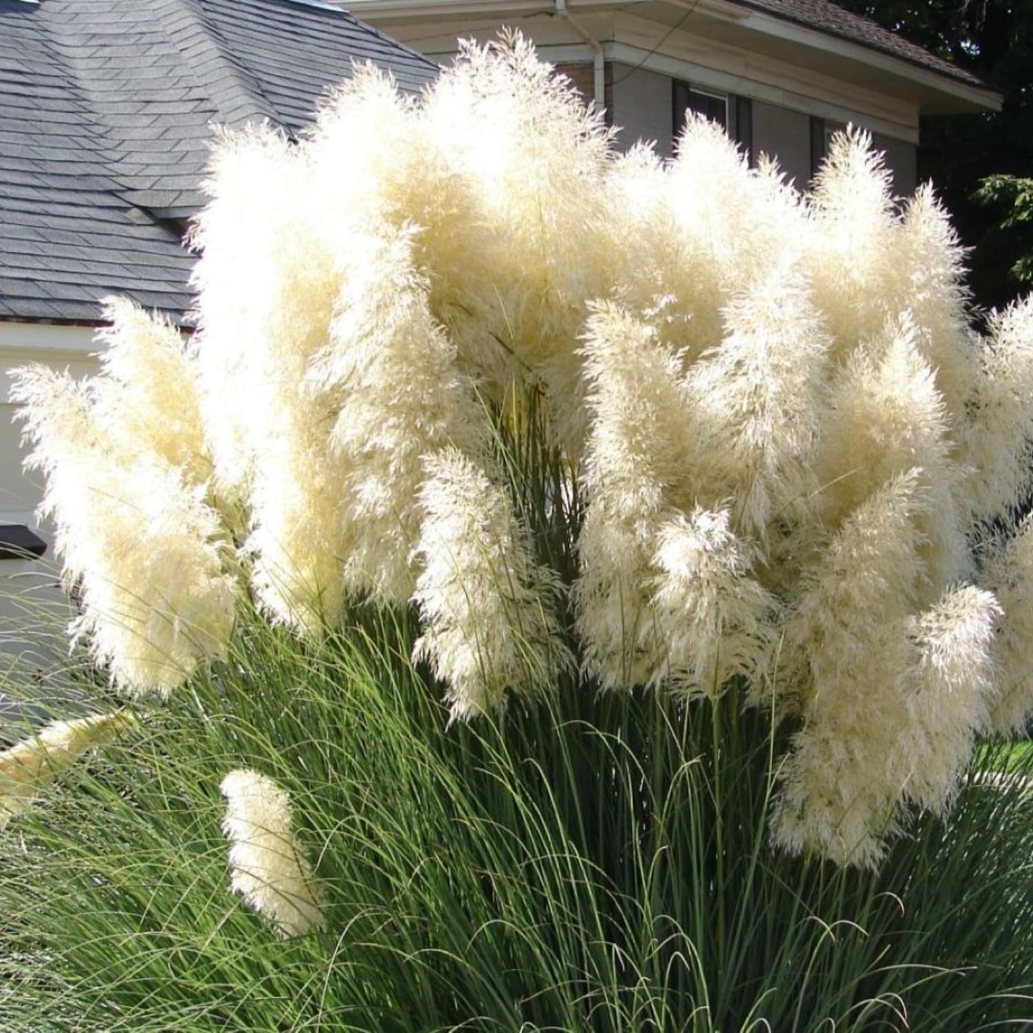 2 Pampas Grass Plants Live, Tall Ornamental Perennial Grass for Landscaping, 5-9 Inch Height Well Rooted (Mix Pampas Grass)