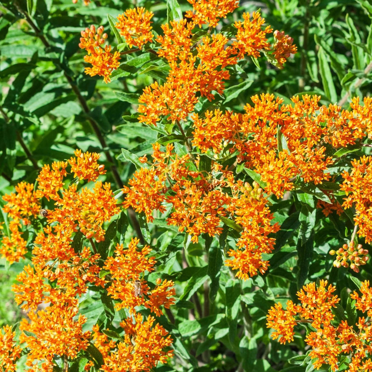 2 Butterfly Milkweed Plants Live, Tropical Milkweed Live Plants, Asclepias Tuberosa Plants, 4-9" Height for Outdoor Planting (Butterfly Orange Milkweed)