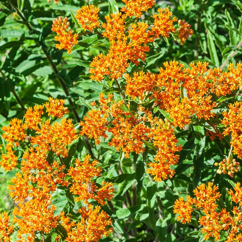 2 Butterfly Milkweed Plants Live, Tropical Milkweed Live Plants, Asclepias Tuberosa Plants, 4-9" Height for Outdoor Planting (Butterfly Orange Milkweed)