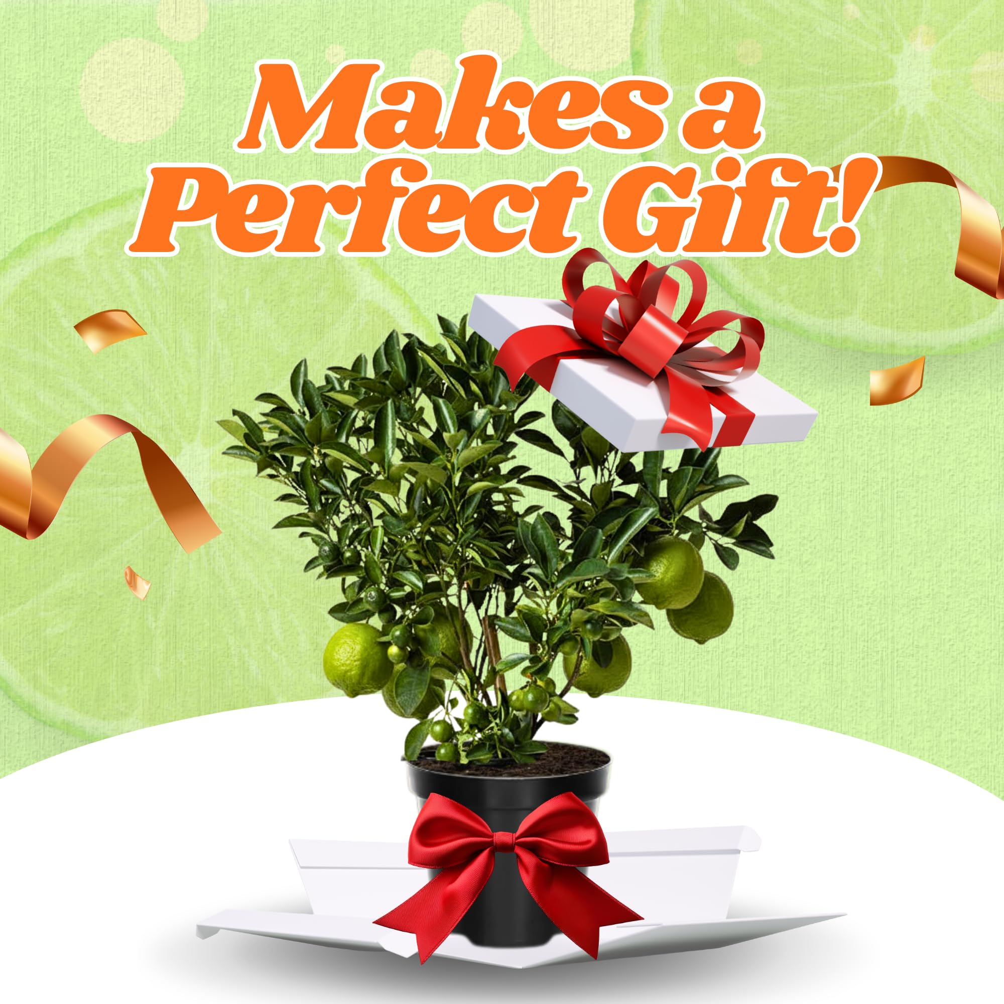 Thai Lime Tree Live Plant, 3 Years Old Cold Hardy Citrus in 3 Gallon Pot, Fragrant Green Lemon Citrus Trees, Already Fruit-Bearing