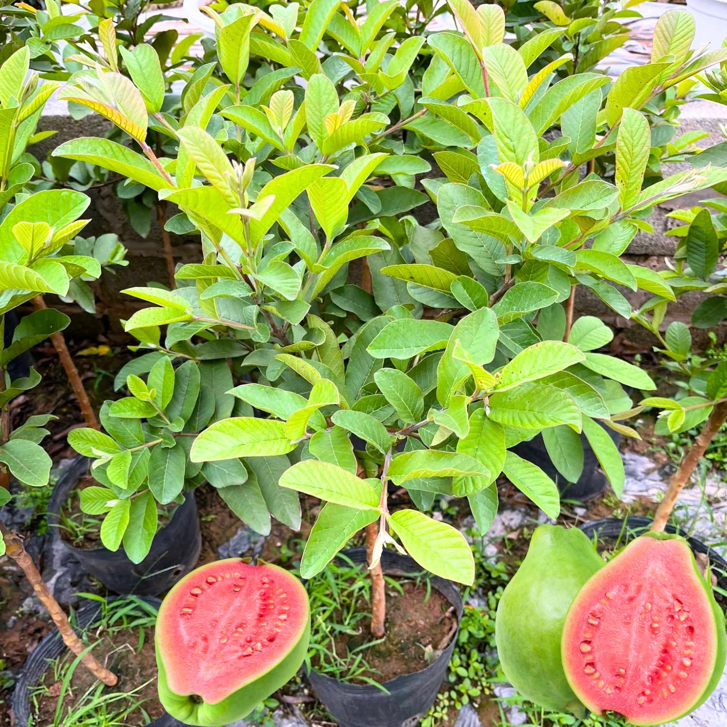 Grafted Ruby Guava Fruit Tree, Guava Live Plant 4 Feet Tall in Pot Zones 9-11, Hardy Tropical Guava Plant