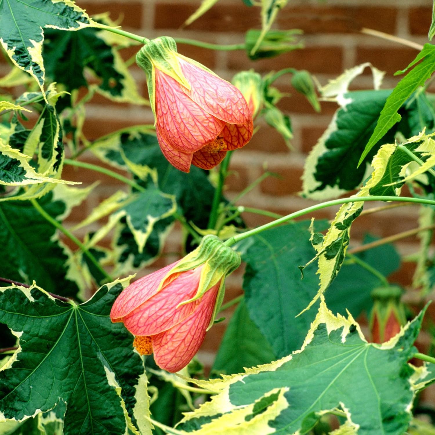 Abutilon Plant Live, 5-9” Tall, Trailing Lantern Abutilon Flower Vine Home Garden