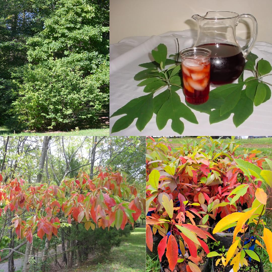 1 Year Old Sassafras Tree Live Plant 1-2 Feet, No Pot, Well-Rooted and Winter Hardy, Common Sassafras Seedlings