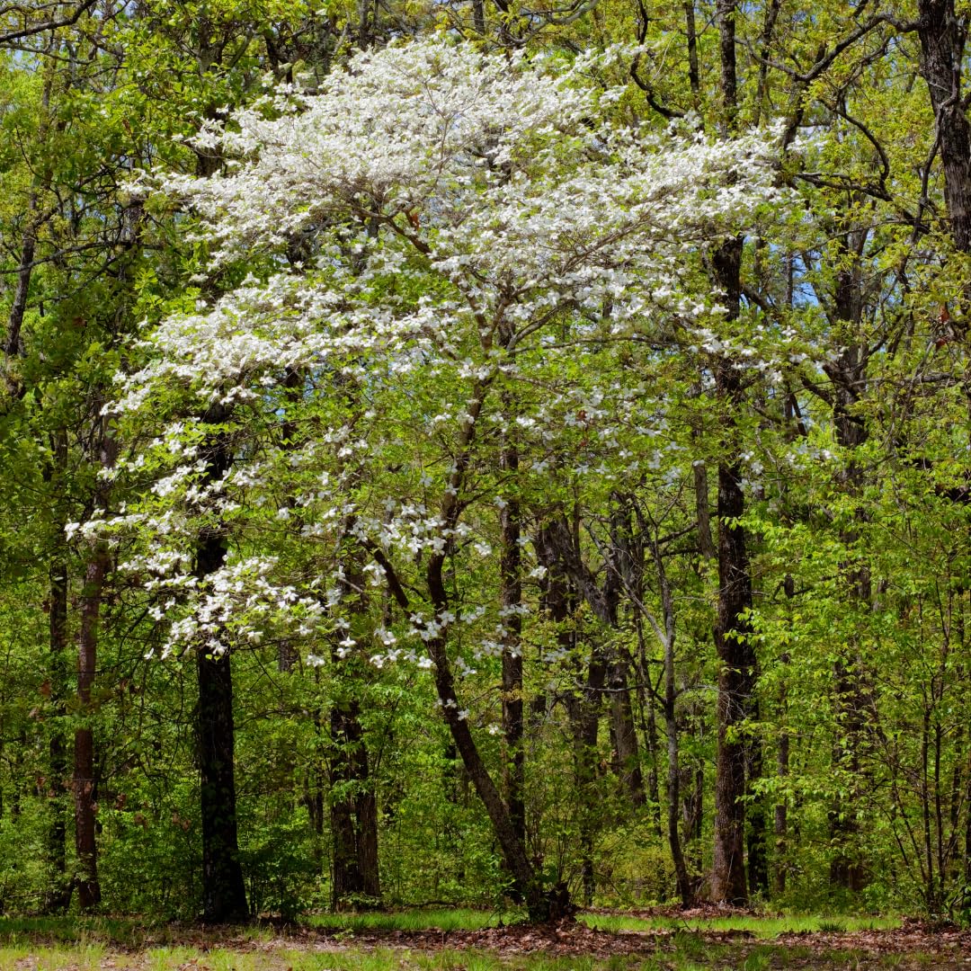 Live Dogwood Tree Plant, White Flowering Tree, 2 Feet Tall, Ready for Planting