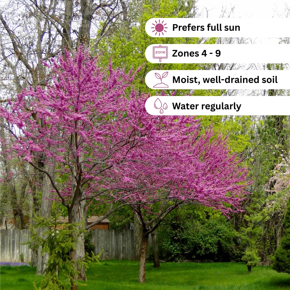 Red Bud Trees Live Plants, Redbud Plant Live, Redbud Tree, Well Rooted, 1-2 Feet Tall, Cold Hardy, Indoor Outdoor Growing