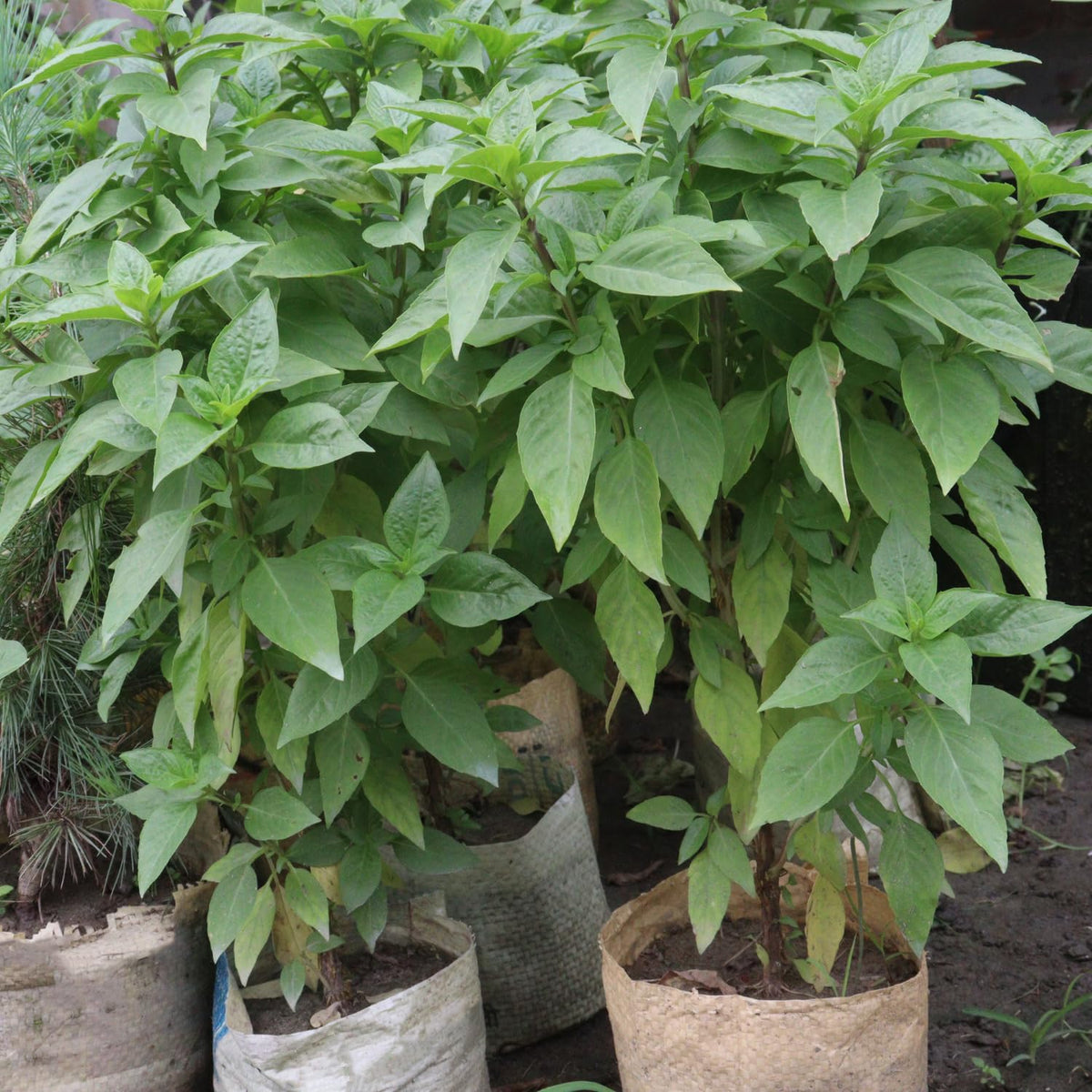 6 Greek Basil Plants Live Seedlings for Culinary Garden Herb Plant, Spring Planting, 4-7 Inches Tall, Easy for Planting Indoor Outdoor, Fragrant Basil Cold Hardy