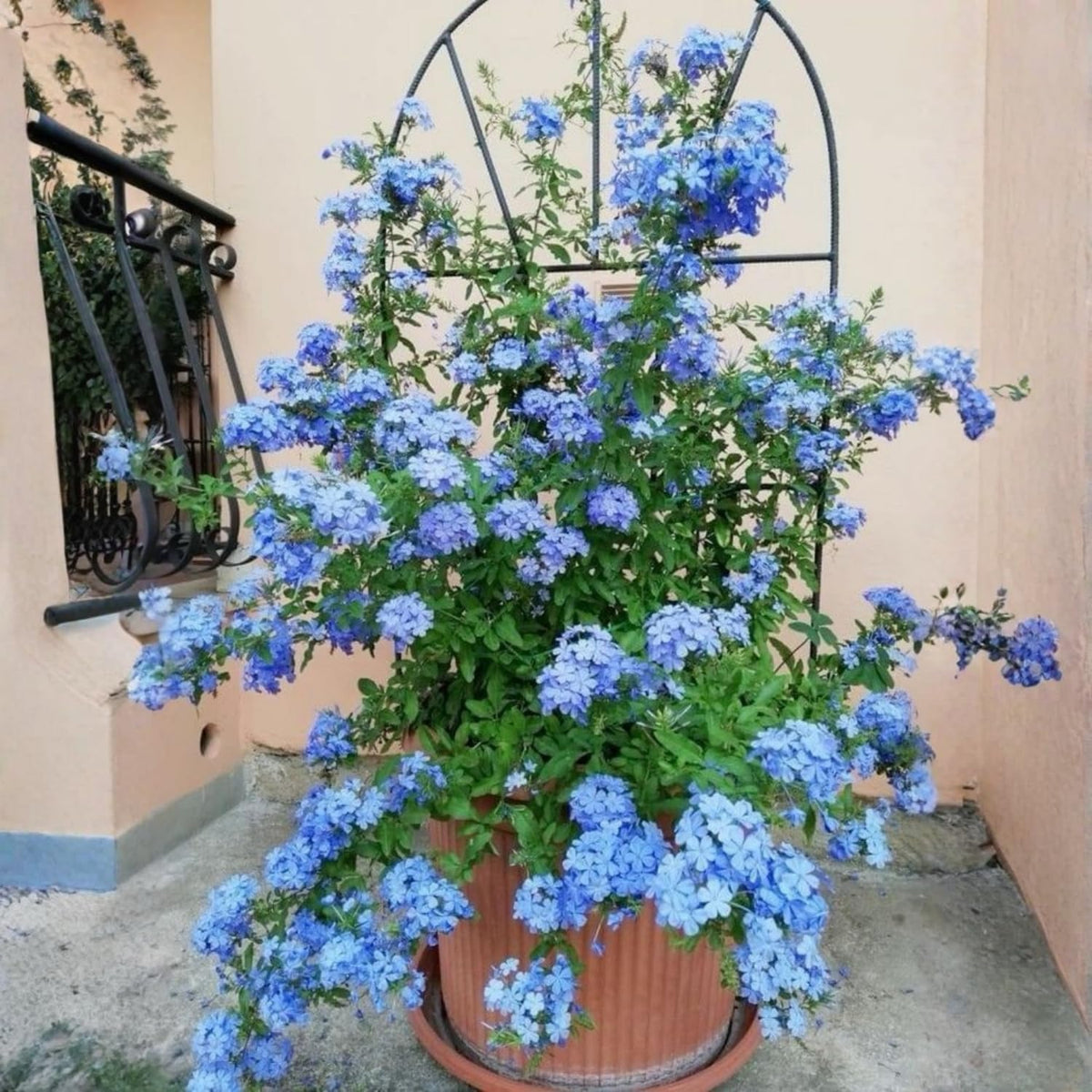Set 4 Plumbago Plants 4–6'' Tall, Vibrant Flowering Shrubs for Garden or Containers, Well Rooted, Ready to Grow (Mix)
