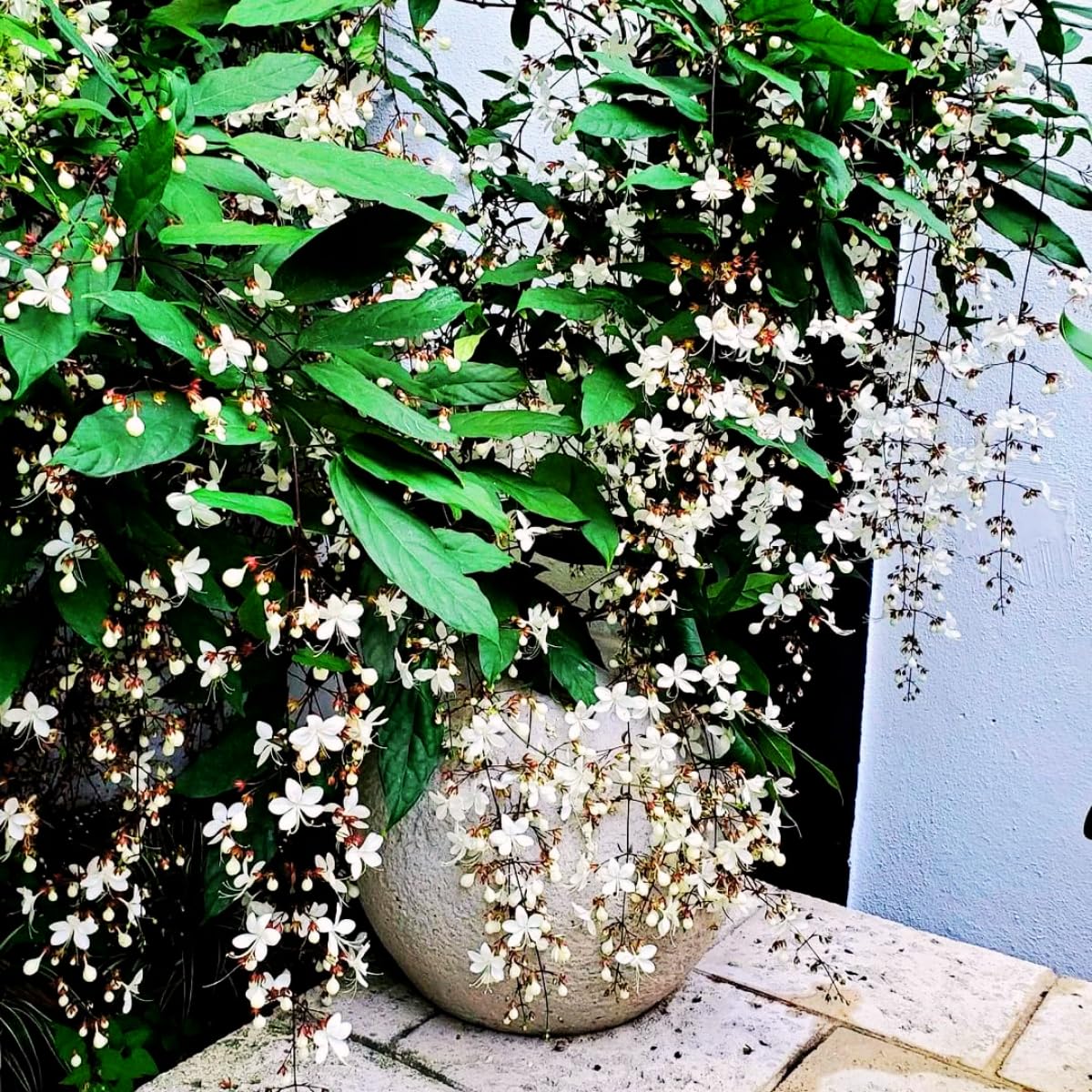 Clerodendrum Plant, Clerodendrum Wallichii Smithianum Plant in 3 Gallon Pot, 1-2 Ft Tall Fragrant Light Bulb Chain of Glory Flowers Vine Bush, Well Rooted
