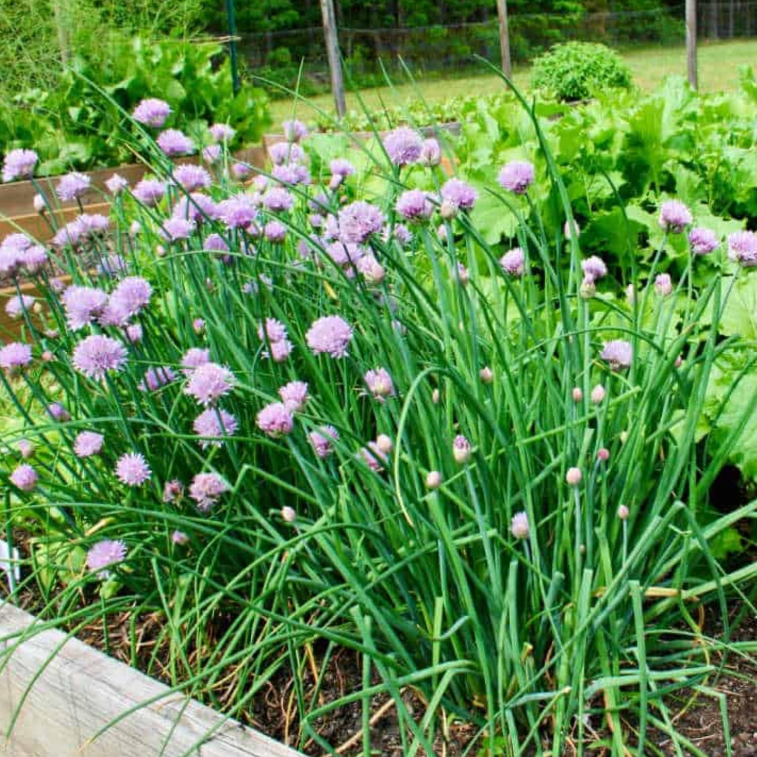 5 Hardy Chives Plants Live for Planting, Heirloom Leeks Plant, 4-8 Inch Tall