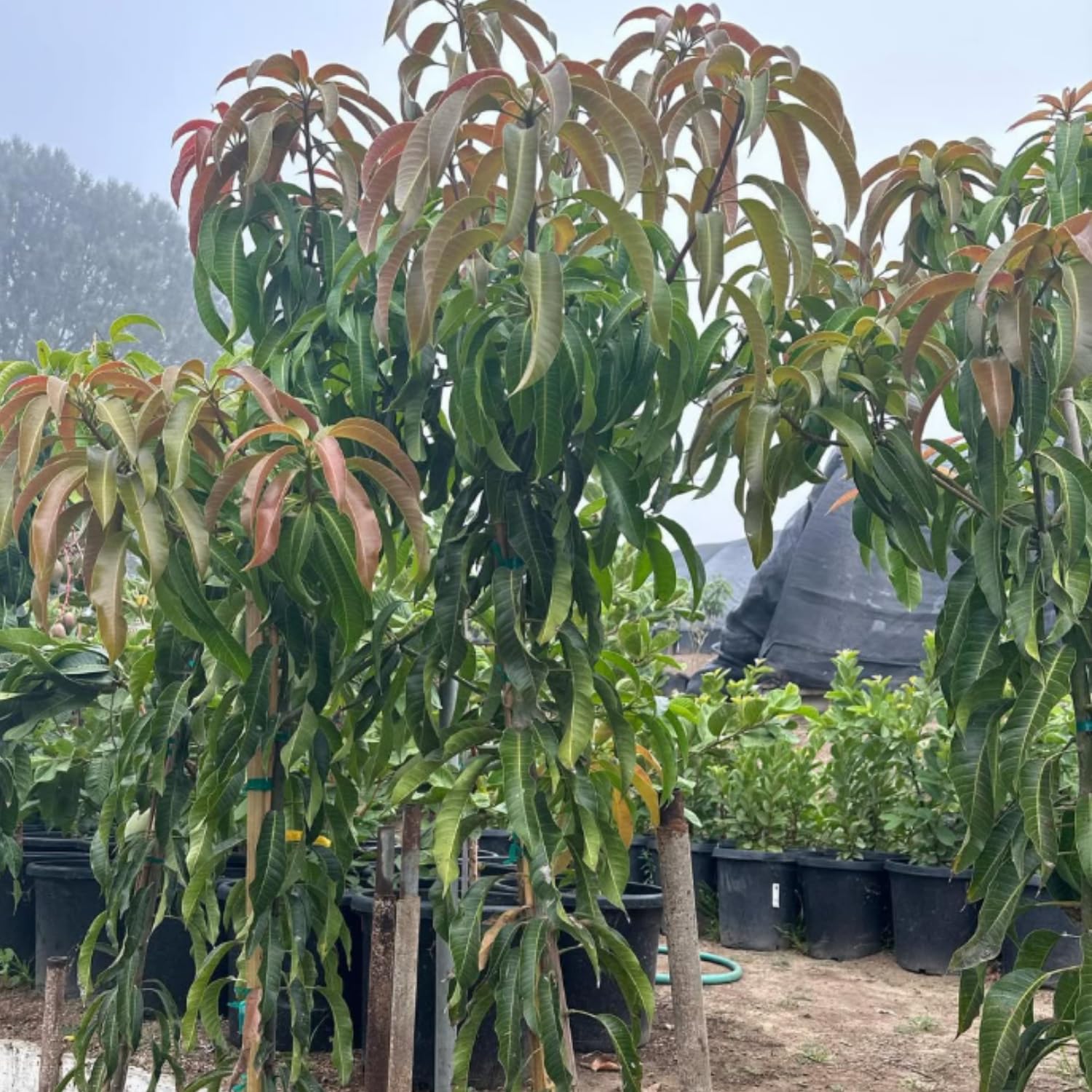 Glenn Mango Plant Live, Sweet Tropical Mango Live in 3 Gallon Pot, Mango Fruit Tree for Outdoor Planting, 3-4 Feet Tall, No Ship to CA