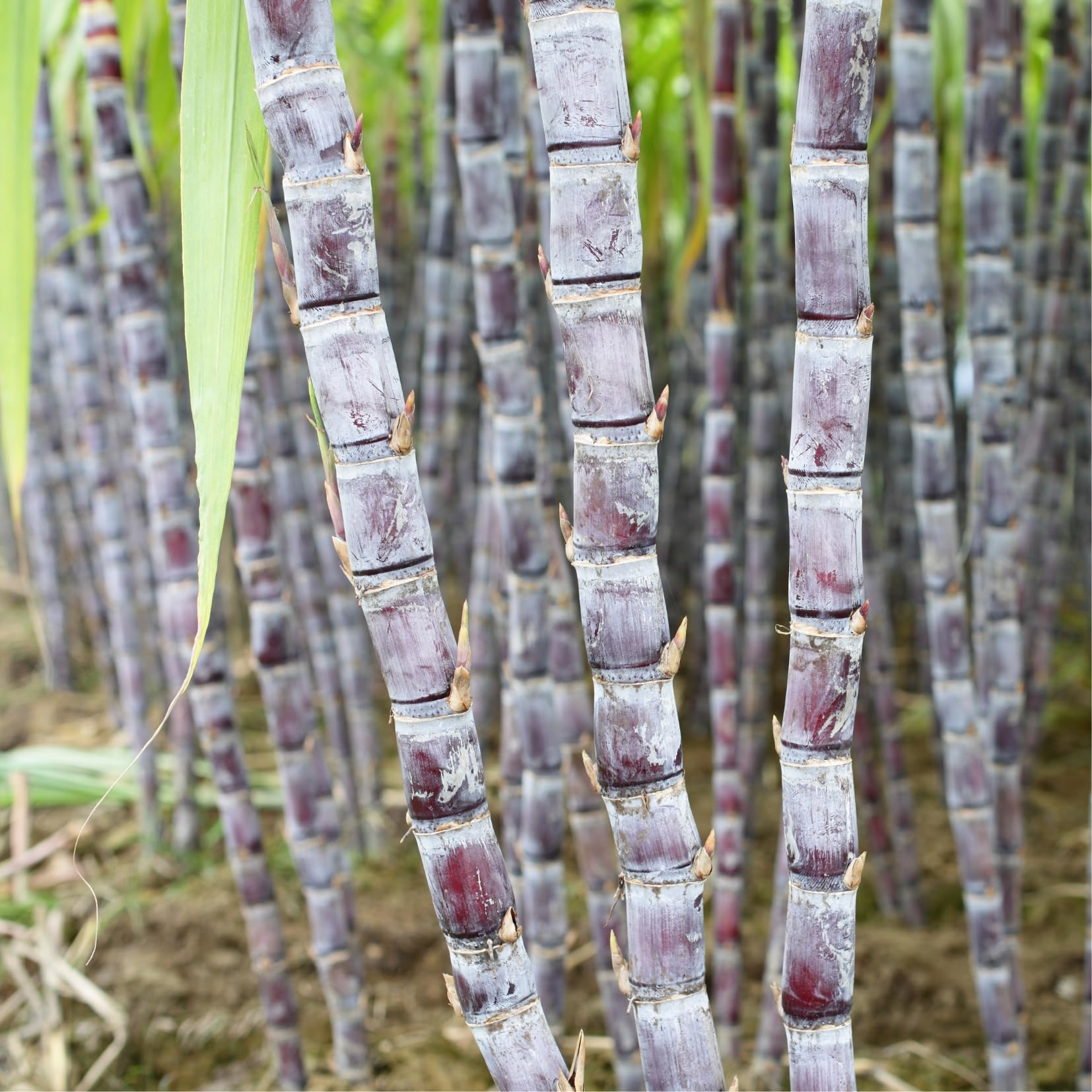 3-4 Sugar Cane Plants Live in 6" Pot, Ready for Planting, Outdoor Growing Sweet, Fresh Sugar Cane, Fast-Growing, No CA