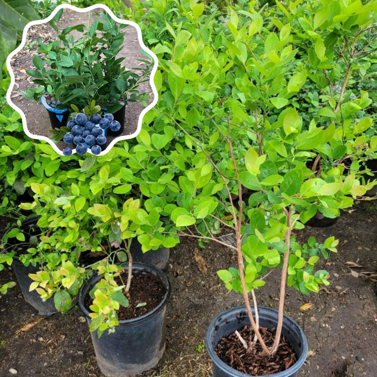 Set 2 Pink Lemonade Blueberry Bushes Live Plants, Blueberry Plants Live for Planting, Blueberry Fruit Trees, 5-9 Inch Tall