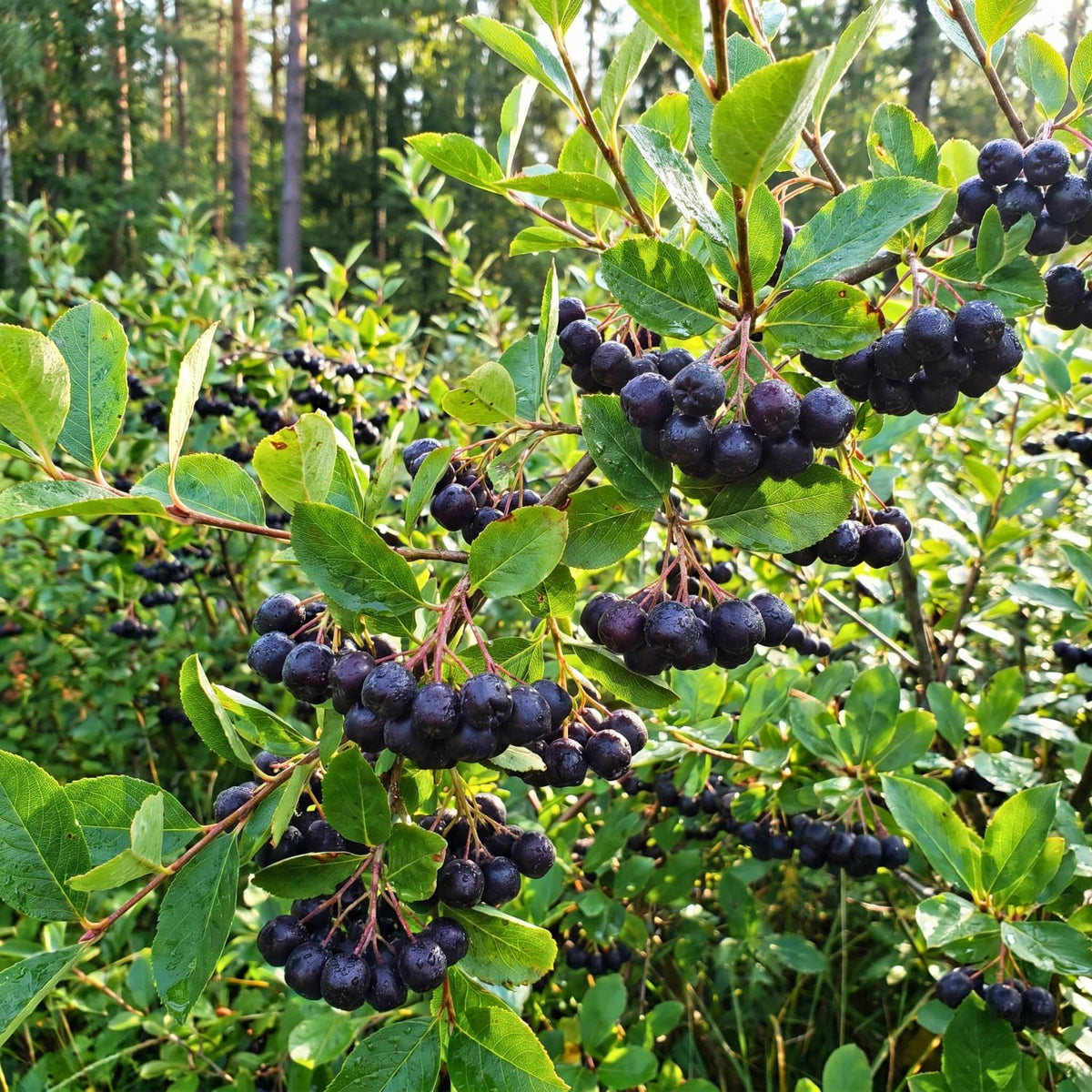 Black Chokeberry Tree Live Plant, Aronia Edible Berry Shrub, 5-8 Inch Tall