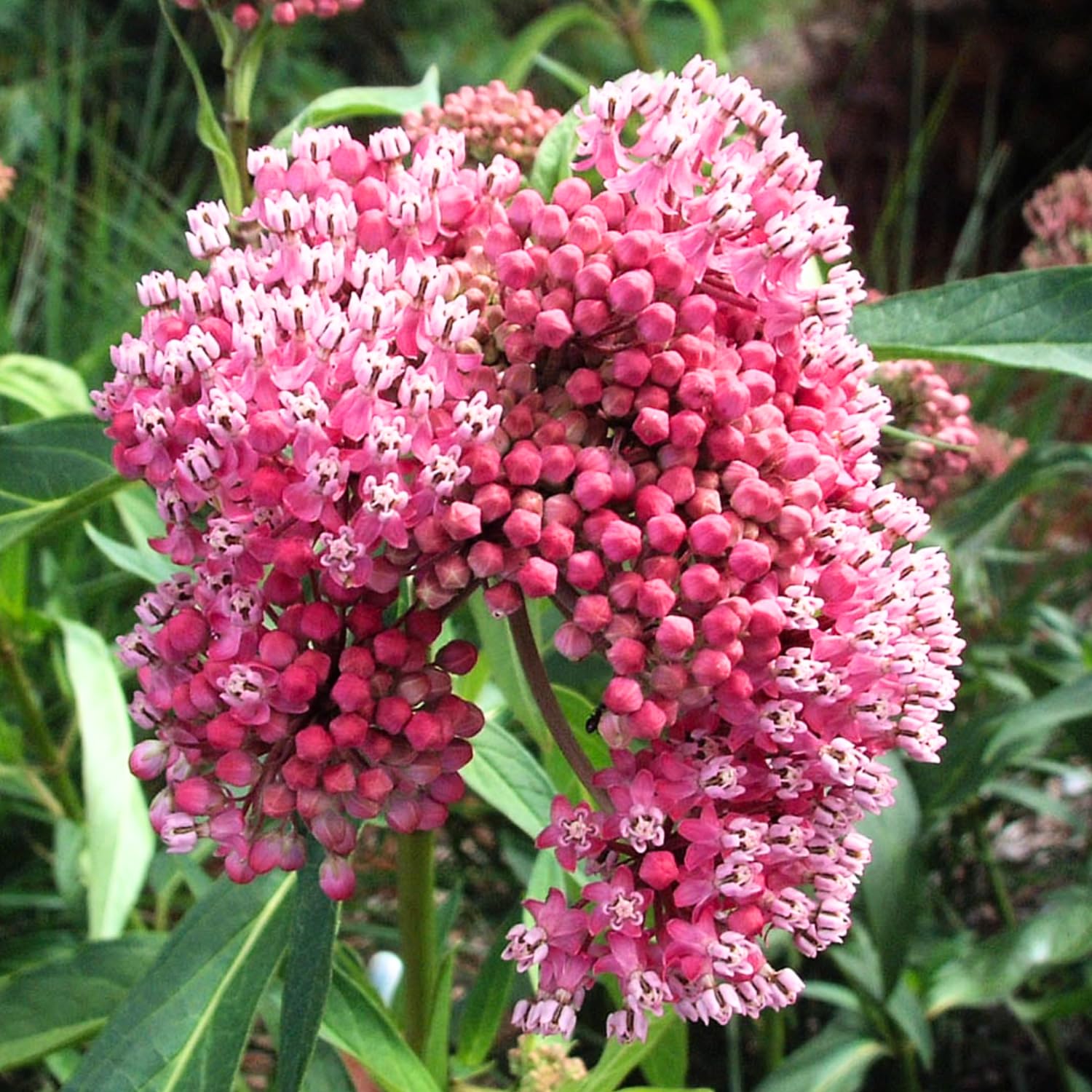 2 Butterfly Milkweed Plants Live, Tropical Milkweed Live Plants, Asclepias Tuberosa Plants, 4-9" Height for Outdoor Planting (Pink Milkweed)