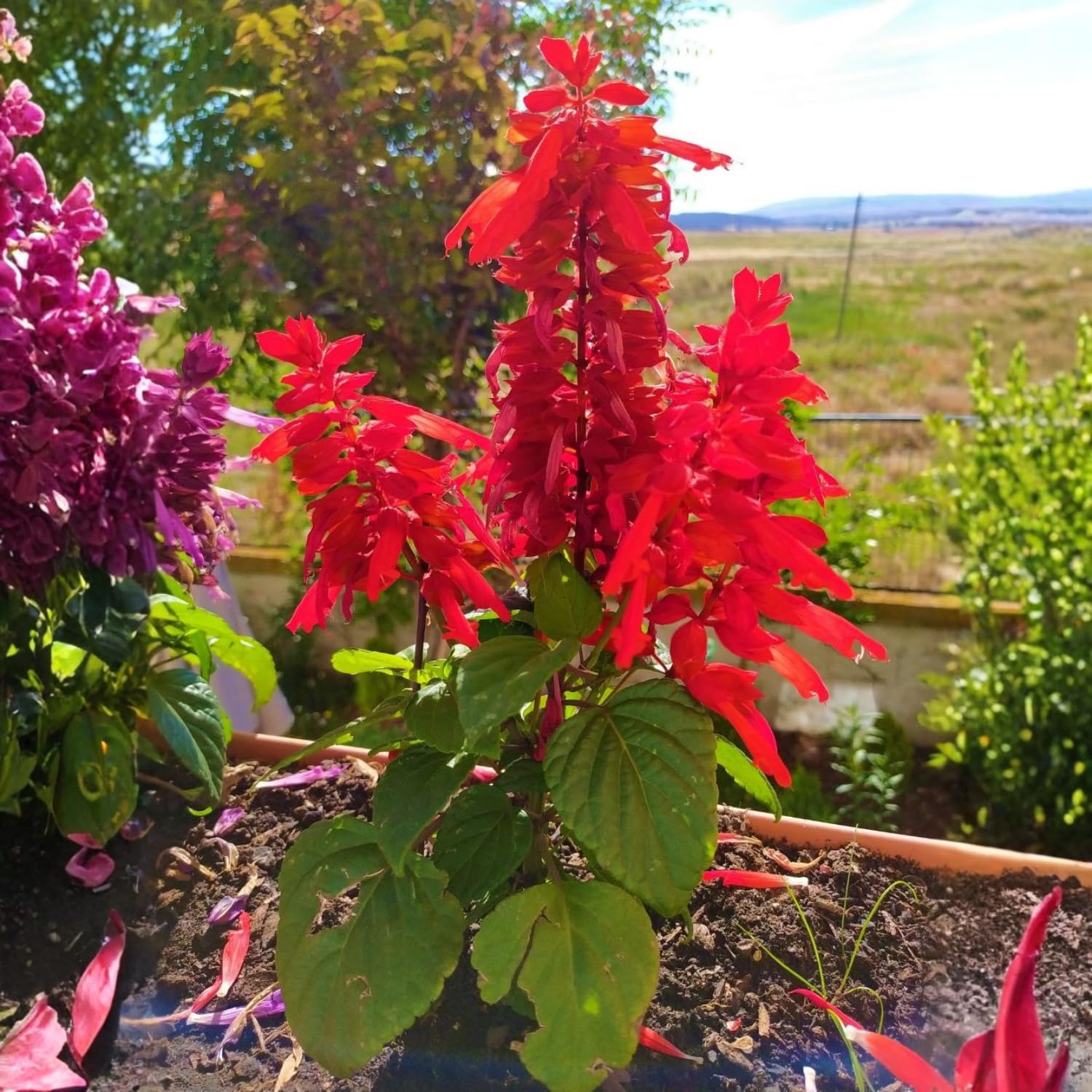 Set 3 Salvia Plants Live, Well Rooted 4-6 Inches, Vibrant, Fragrant Flowering Shrubs for Garden or Containers (Bright Red)