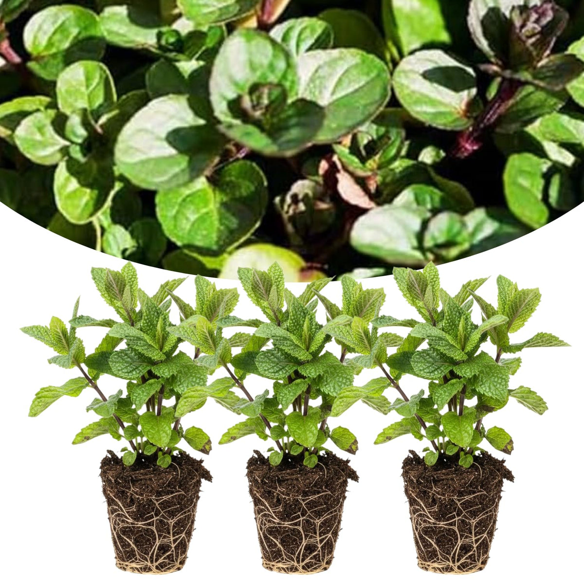 Pack 3 Chocolate Mint Plants Live, Chocolate Mint Herbs for Planting Indoor Outdoor, Well Rooted Starter Plants, 4-6" Tall