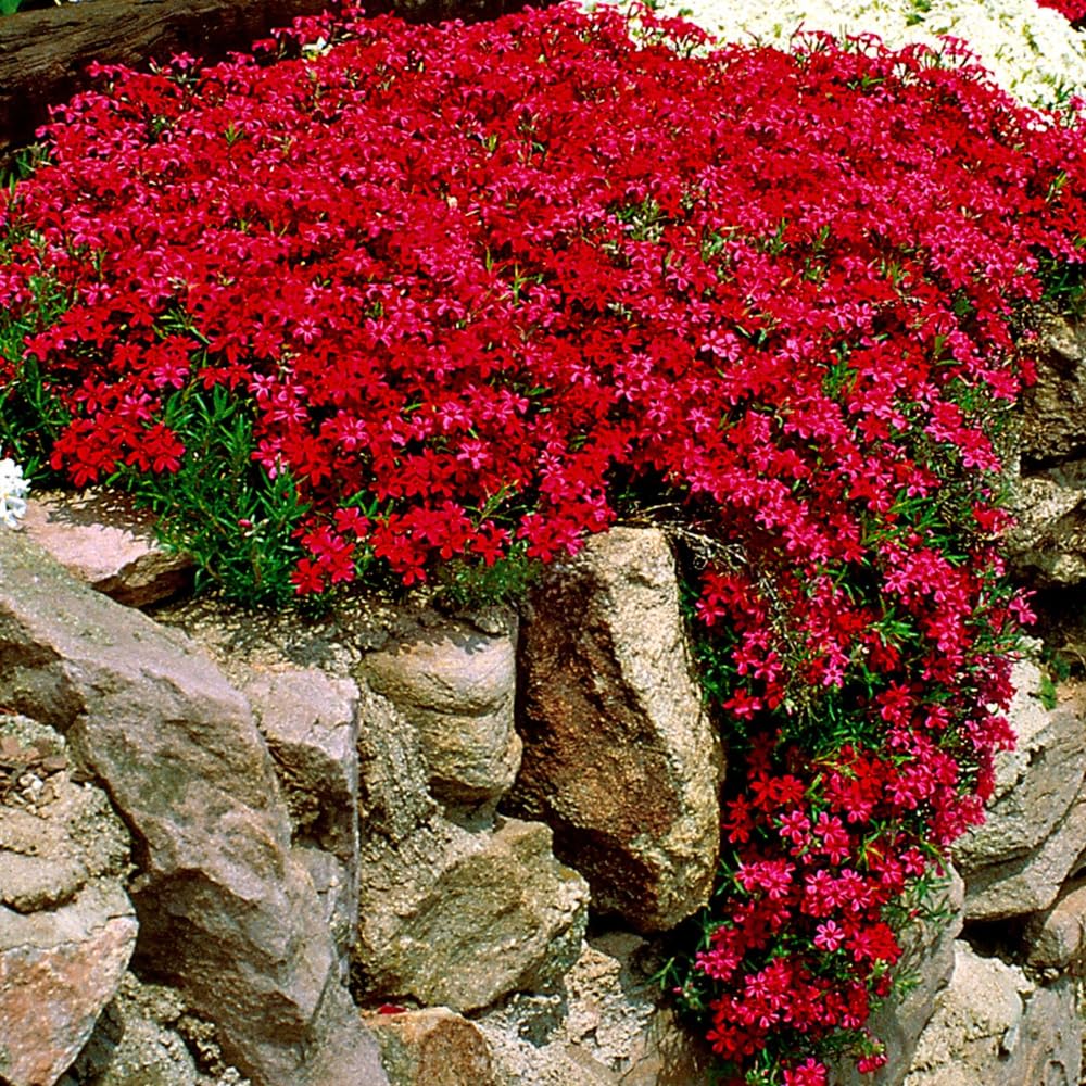 2 Red Creeping Phlox Plants Live Perennials, Creeping Phlox Live Plants, 4-6 Inch Tall, Ornamental Phlox Flowers Seedlings