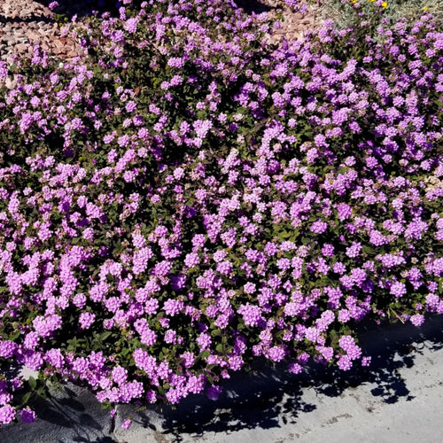2 Lantana Plants Live, Lantanas Live Plants for Planting Indoor Outdoors, Perennial Flowers, 4-9 Inch Tall Well-Rooted (Purple Lantana)